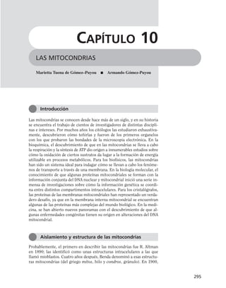 Las mitocondrias se conocen desde hace más de un siglo, y en su historia
se encuentra el trabajo de cientos de investigadores de distintas discipli-
nas e intereses. Por muchos años los citólogos las estudiaron exhaustiva-
mente, descubrieron cómo teñirlas y fueron de los primeros organelos
con los que probaron las bondades de la microscopia electrónica. En la
bioquímica, el descubrimiento de que en las mitocondrias se lleva a cabo
la respiración y la síntesis de ATP dio origen a innumerables estudios sobre
cómo la oxidación de ciertos sustratos da lugar a la formación de energía
utilizable en procesos metabólicos. Para los biofísicos, las mitocondrias
han sido un sistema ideal para indagar cómo se llevan a cabo los fenóme-
nos de transporte a través de una membrana. En la biología molecular, el
conocimiento de que algunas proteínas mitocondriales se forman con la
información conjunta del DNA nuclear y mitocondrial inició una serie in-
mensa de investigaciones sobre cómo la información genética se coordi-
na entre distintos compartimentos intracelulares. Para los cristalógrafos,
las proteínas de las membranas mitocondriales han representado un verda-
dero desafío, ya que en la membrana interna mitocondrial se encuentran
algunas de las proteínas más complejas del mundo biológico. En la medi-
cina, se han abierto nuevos panoramas con el descubrimiento de que al-
gunas enfermedades congénitas tienen su origen en alteraciones del DNA
mitocondrial.
Probablemente, el primero en describir las mitocondrias fue R. Altman
en 1890; las identificó como unas estructuras intracelulares a las que
llamó mioblastos. Cuatro años después, Benda denominó a esas estructu-
ras mitocondrias (del griego mitos, hilo y condros, gránulo). En 1900,
295
LAS MITOCONDRIAS
CAPÍTULO 10
Marietta Tuena de Gómez–Puyou ■ Armando Gómez-Puyou
Introducción
Aislamiento y estructura de las mitocondrias
 