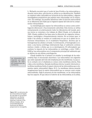 L. Michaelis encontró que el verde de Jano B teñía a las mitocondrias y,
durante varios años, esta tinción se utilizó en su identificación. También
se conjeturó sobre cuál podría ser la función de las mitocondrias, y algunos
investigadores propusieron que podrían estar relacionadas con la respira-
ción. Sin embargo, las pruebas definitivas sobre la función mitocondrial
no se obtuvieron sino hasta que se lograron separar del resto de los compo-
nentes intracelulares.
La metodología para separar las mitocondrias se conoce como centri-
fugación diferencial o fraccionamiento subcelular. Esta técnica se utiliza
rutinariamente en prácticamente todos los laboratorios del mundo, pero
sus inicios se remontan a los trabajos de Albert Claude, en la década de
1940. Claude estableció las bases para la obtención de organelos intrace-
lulares, morfológica y bioquímicamente intactos. En un primer paso, el
tejido o las células se rompen en condiciones en que no se dañen las es-
tructuras intracelulares; en el vocabulario bioquímico, decimos que se
homogenizan las células o el tejido. A continuación, el homogenado se so-
mete a una fuerza centrífuga relativamente baja; el sedimento contiene
núcleos y tejido o células que no se desintegraron. El sobrenadante que
contiene la mayoría de las mitocondrias se centrifuga a entre 7,000 y
8,000 g. Las mitocondrias son el componente principal del sedimento que
se obtiene de esta última centrifugación.
Claude también fue el primero en estudiar la morfología de las mito-
condrias bajo el microscopio electrónico. Las mitocondrias son organelos
que están separados del resto del citoplasma por dos membranas. La que es-
tá en contacto con el citoplasma se conoce como membrana externa. Ésta
rodea a otra membrana, llamada membrana interna. La parte interna de es-
ta última membrana limita el espacio interno de las mitocondrias que se de-
nomina matriz mitocondrial (figura 10-1). La membrana interna presenta
invaginaciones hacia la matriz mitocondrial que se conocen como crestas
mitocondriales. Dada la presencia de dos membranas, en las mitocondrias
hay tres espacios. El que está en el exterior de las mitocondrias; en la célula,
296 PARTE II ESTRUCTURAS CELULARES
Figura 10-1. La estructura de
las mitocondrias de hígado
de rata bajo el microscopio
electrónico. Las flechas
señalan las membranas
externas e internas. El Dr.
Alfonso Cárabez, de la
Universidad Nacional
Autónoma de México,
proporcionó la micrografía.
Las mitocondrias son
organelos que están
separados del resto
del citoplasma por dos
membranas.
 