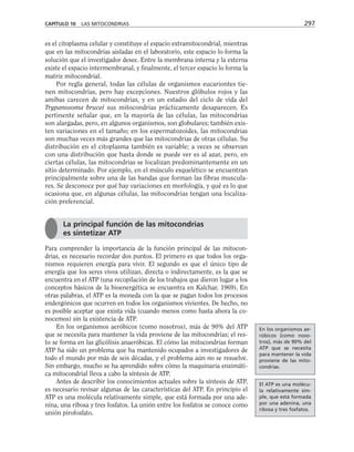 es el citoplasma celular y constituye el espacio extramitocondrial, mientras
que en las mitocondrias aisladas en el laboratorio, este espacio lo forma la
solución que el investigador desee. Entre la membrana interna y la externa
existe el espacio intermembranal, y finalmente, el tercer espacio lo forma la
matriz mitocondrial.
Por regla general, todas las células de organismos eucariontes tie-
nen mitocondrias, pero hay excepciones. Nuestros glóbulos rojos y las
amibas carecen de mitocondrias, y en un estadio del ciclo de vida del
Trypanosoma brucei sus mitocondrias prácticamente desaparecen. Es
pertinente señalar que, en la mayoría de las células, las mitocondrias
son alargadas, pero, en algunos organismos, son globulares; también exis-
ten variaciones en el tamaño; en los espermatozoides, las mitocondrias
son muchas veces más grandes que las mitocondrias de otras células. Su
distribución en el citoplasma también es variable; a veces se observan
con una distribución que hasta donde se puede ver es al azar, pero, en
ciertas células, las mitocondrias se localizan predominantemente en un
sitio determinado. Por ejemplo, en el músculo esquelético se encuentran
principalmente sobre una de las bandas que forman las fibras muscula-
res. Se desconoce por qué hay variaciones en morfología, y qué es lo que
ocasiona que, en algunas células, las mitocondrias tengan una localiza-
ción preferencial.
Para comprender la importancia de la función principal de las mitocon-
drias, es necesario recordar dos puntos. El primero es que todos los orga-
nismos requieren energía para vivir. El segundo es que el único tipo de
energía que los seres vivos utilizan, directa o indirectamente, es la que se
encuentra en el ATP (una recopilación de los trabajos que dieron lugar a los
conceptos básicos de la bioenergética se encuentra en Kalchar, 1969). En
otras palabras, el ATP es la moneda con la que se pagan todos los procesos
endergónicos que ocurren en todos los organismos vivientes. De hecho, no
es posible aceptar que exista vida (cuando menos como hasta ahora la co-
nocemos) sin la existencia de ATP.
En los organismos aeróbicos (como nosotros), más de 90% del ATP
que se necesita para mantener la vida proviene de las mitocondrias; el res-
to se forma en las glicólisis anaeróbicas. El cómo las mitocondrias forman
ATP ha sido un problema que ha mantenido ocupados a investigadores de
todo el mundo por más de seis décadas, y el problema aún no se resuelve.
Sin embargo, mucho se ha aprendido sobre cómo la maquinaria enzimáti-
ca mitocondrial lleva a cabo la síntesis de ATP.
Antes de describir los conocimientos actuales sobre la síntesis de ATP,
es necesario revisar algunas de las características del ATP. En principio el
ATP es una molécula relativamente simple, que está formada por una ade-
nina, una ribosa y tres fosfatos. La unión entre los fosfatos se conoce como
unión pirofosfato.
CAPÍTULO 10 LAS MITOCONDRIAS 297
La principal función de las mitocondrias
es sintetizar ATP
En los organismos ae-
róbicos (como noso-
tros), más de 90% del
ATP que se necesita
para mantener la vida
proviene de las mito-
condrias.
El ATP es una molécu-
la relativamente sim-
ple, que está formada
por una adenina, una
ribosa y tres fosfatos.
 