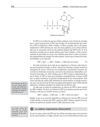El ATP es la molécula que las células utilizan como fuente de energía;
pero, ¿cómo proporciona el ATP esta energía? Se ha demostrado que cuan-
do el ATP se hidroliza a ADP y fosfato, se libera energía; ésta es de aproxi-
madamente 7,500 calorías por mol. En otras palabras, en la unión pirofos-
fato que se encuentra entre los dos últimos fosfatos del ATP (el β y el γ) se
almacena energía que se puede utilizar para hacer trabajo, y ésta es preci-
samente la que todos los seres vivos utilizan para llevar a cabo sus funcio-
nes dependientes de energía. De esta manera, vemos que el motor del mun-
do biológico es la reacción:
ATP + H2
O → ADP + fosfato + 7,500 cals (ver texto) (1)
En todo momento de la vida de un organismo se llevan a cabo funcio-
nes que requieren energía, es decir, síntesis de proteínas o ácidos nucleicos,
transporte de iones a través de sus membranas, transmisión nerviosa, ab-
sorción de moléculas necesarias, excreción de sustancias indeseables, con-
tracción muscular, etc. Esto implica que el ATP se gaste continuamente y,
por lo tanto, el ATP se tiene que sintetizar constantemente. Formar el ATP
que se gasta constituye la función fundamental de las mitocondrias. Para
tener una idea de cuánto ATP sintetizan las mitocondrias, se puede mencio-
nar que una persona de 60 kilos que gasta diariamente unas 3,000 calorías
hidroliza y sintetiza alrededor de medio kilo de ATP por día.
Se sabe que en todos los organismos, la síntesis de ATP se hace a partir
de ADP y fosfato. Es decir, la síntesis de ATP es la misma reacción que la hi-
drolítica, sólo que en sentido inverso, es decir,
ADP + fosfato + 7,500 cals → ATP + H2
O (ver texto) (2)
Debido a que en la reacción hidrolítica se liberan por mol de ATP cerca de
7,500 calorías, la síntesis del ATP a partir de ADP y fosfato requiere forzosa-
mente un aporte de cuando menos 7,500 calorías por mol.
Ya que la mayor parte del ATP que las células necesitan para vivir proviene
de las mitocondrias, es lógico pensar que en las mitocondrias tienen que
298 PARTE II ESTRUCTURAS CELULARES
Trifosfato de adenosina
–
O – P –O – P –O –P – O – CH
2 O
II II II
I I I
O
–
O
–
O
–
O O O
γ b α
OH OH
H H
H H
N C
CH
C N
N N
NH2
HC C
La cadena respiratoria mitocondrial
Una persona de 60 ki-
los que gasta diaria-
mente unas 3,000 calo-
rías hidroliza y sintetiza
alrededor de medio ki-
lo de ATP por día.
La mayor parte del
ATP que las células
necesitan para vivir
proviene de las mito-
condrias.
 