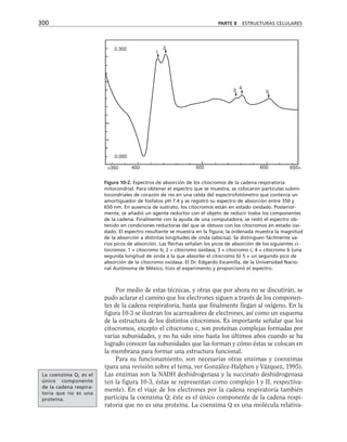 Por medio de estas técnicas, y otras que por ahora no se discutirán, se
pudo aclarar el camino que los electrones siguen a través de los componen-
tes de la cadena respiratoria, hasta que finalmente llegan al oxígeno. En la
figura 10-3 se ilustran los acarreadores de electrones, así como un esquema
de la estructura de los distintos citocromos. Es importante señalar que los
citocromos, excepto el citocromo c, son proteínas complejas formadas por
varias subunidades, y no ha sido sino hasta los últimos años cuando se ha
logrado conocer las subunidades que las forman y cómo éstas se colocan en
la membrana para formar una estructura funcional.
Para su funcionamiento, son necesarias otras enzimas y coenzimas
(para una revisión sobre el tema, ver González-Halphen y Vázquez, 1995).
Las enzimas son la NADH deshidrogenasa y la succinato deshidrogenasa
(en la figura 10-3, éstas se representan como complejo I y II, respectiva-
mente). En el viaje de los electrones por la cadena respiratoria también
participa la coenzima Q; éste es el único componente de la cadena respi-
ratoria que no es una proteína. La coenzima Q es una molécula relativa-
300 PARTE II ESTRUCTURAS CELULARES
0.000
350 400 500 600 650
0.300
1
2
3
4
5
Figura 10-2. Espectros de absorción de los citocromos de la cadena respiratoria
mitocondrial. Para obtener el espectro que se muestra, se colocaron partículas submi-
tocondriales de corazón de res en una celda del espectrofotómetro que contenía un
amortiguador de fosfatos pH 7.4 y se registró su espectro de absorción entre 350 y
650 nm. En ausencia de sustrato, los citocromos están en estado oxidado. Posterior-
mente, se añadió un agente reductor con el objeto de reducir todos los componentes
de la cadena. Finalmente con la ayuda de una computadora, se restó el espectro ob-
tenido en condiciones reductoras del que se obtuvo con los citocromos en estado oxi-
dado. El espectro resultante se muestra en la figura; la ordenada muestra la magnitud
de la absorción a distintas longitudes de onda (abscisa). Se distinguen fácilmente va-
rios picos de absorción. Las flechas señalan los picos de absorción de los siguientes ci-
tocromos: 1 = citocromo b; 2 = citocromo oxidasa; 3 = citocromo c; 4 = citocromo b (una
segunda longitud de onda a la que absorbe el citocromo b) 5 = un segundo pico de
absorción de la citocromo oxidasa. El Dr. Edgardo Escamilla, de la Universidad Nacio-
nal Autónoma de México, hizo el experimento y proporcionó el espectro.
La coenzima Q, es el
único componente
de la cadena respira-
toria que no es una
proteína.
 