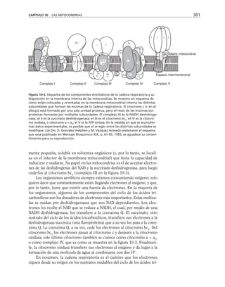 mente pequeña, soluble en solventes orgánicos (y, por lo tanto, se locali-
za en el interior de la membrana mitocondrial) que tiene la capacidad de
reducirse y oxidarse. Su papel en las mitocondrias es el de aceptar electro-
nes de las deshidrogenas del NAD y la succinato deshidrogenasa, para luego
cederlos al citocromo bc1
(complejo III en la figura 10-3).
Los organismos aeróbicos siempre estamos consumiendo oxígeno; esto
quiere decir que constantemente están llegando electrones al oxígeno, y que,
por lo tanto, tiene que existir una fuente de electrones. En la mayoría de
los organismos, algunos de los componentes del ciclo de los ácidos tri-
carboxílicos son los donadores de electrones más importantes. Estas molécu-
las se oxidan por deshidrogenasas que son NAD dependientes. Los elec-
trones los recibe el NAD que se reduce a NADH, el cual, por medio de una
NADH deshidrogenasa, los transfiere a la coenzima Q. El succinato, otro
sustrato del ciclo de los ácidos tricarboxílicos, transfiere sus electrones a la
deshidrogenasa succínica (una flavoproteína) que a su vez los pasa a la coen-
zima Q. La coenzima Q, a su vez, cede los electrones al citocromo bc1
. Del
citocromo bc1
los electrones pasan al citocromo c y después a la citocromo
oxidasa; este último citocromo también se conoce como citocromo a + a3
,
o como complejo IV, que es como se muestra en la figura 10-3. Finalmen-
te, la citocromo oxidasa transfiere sus electrones al oxígeno y da lugar a la
formación de una molécula de agua al combinarse con dos H+
.
En resumen, la cadena respiratoria es el camino que los electrones
siguen desde su origen en los sustratos oxidables del ciclo de los ácidos tri-
CAPÍTULO 10 LAS MITOCONDRIAS 301
COMPLEJO I COMPLEJO II COMPLEJO III COMPLEJO IV COMPLEJO V
MATRIZ MITOCONDRIAL
ESPACIO INTERMEMBRENAL
OSCP
F
6
8
6 6 6 6 6
9
a b a b
γ
ε
δ
V a
II
I
III
VII a
VI c
IV
Vb
Cyt Fes
C1 IV
V
VIII
VII
Cyt b
III
XI
IX
VI
I II
C II C II C II
3 4 5
SD 2
SD 1
ND4 ND5 ND6
ND3
ND2
ND1
TYKY
PSST
13
18
49
30
15
75
24
10
51
VIII
X
VI b
C
C1
Espacio intermembranal
Complejo V
Complejo IV
Complejo III
Complejo II
Complejo I
Matriz mitocondrial
Figura 10-3. Esquema de los componentes enzimáticos de la cadena respiratoria y su
disposición en la membrana interna de las mitocondrias. Se muestra un esquema de
cómo están colocadas y orientadas en la membrana mitocondrial interna las distintas
subunidades que forman las enzimas de la cadena respiratoria. El citocromo c (c en el
dibujo) está formado por una sola unidad proteica, pero el resto de las enzimas son
proteínas formadas por múltiples subunidades. El complejo HI es la NADH deshidroge-
nasa; el II es la succinato deshidrogenasa; el III es el citocromo bc1
; el IV es la citocro-
mo oxidasa, o citocromo a + a3
; el V es la ATP sintasa. En la medida en que se acumulen
más datos experimentales, es posible que el arreglo entre las distintas subunidades se
modifique. Los Drs. D. González Halphen y M. Vázquez Acevedo elaboraron el esquema
que está publicado en Mensaje Bioquímico XIX, p. 61-93, 1995; se agradece su consen-
timiento para su reproducción.
 