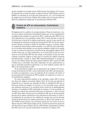 aporte energético de cuando menos 7,500 calorías. En la figura 10-4 se pue-
de observar que en sólo tres pasos se liberan más de 7,500 calorías: entre el
NADH y la coenzima Q, en el paso del citocromo bc1
al c, y en la reducción
de oxígeno por la citocromo oxidasa. Esto implica que en esos tres sitios se
libera la cantidad de energía que se necesita para sintetizar ATP.
El diagrama de los cambios de energía durante el flujo de electrones a tra-
vés de la cadena respiratoria mitocondrial indica que no hay impedimento
energético para impulsar la reacción de ADP + fosfato para dar ATP. En mu-
chos laboratorios se ha estudiado cuánto ATP se forma durante el viaje de
los electrones a través de la cadena respiratoria y qué es lo que sucede con
el transporte de electrones cuando hay formación de ATP. Uno de los experi-
mentos clásicos consiste en medir la velocidad con que se consume oxíge-
no cuando las mitocondrias están formando, o no, ATP. En estos experimen-
tos, se incuban mitocondrias con un sustrato oxidable y fosfato en un medio
en que se conserva la estructura y función de las mitocondrias (figura 10-5);
se hace notar que, en estas condiciones, no se forma ATP, ya que en el sis-
tema no se ha incluido ADP. En este estado, la velocidad a la que las mito-
condrias consumen oxígeno es baja, pero el consumo de oxígeno aumenta
dramáticamente cuando se añade ADP. Experimentalmente se puede ver
que en este último estado las mitocondrias sintetizan ATP a partir del ADP
y fosfato que se introdujo. Otro dato importante en estos experimentos es
que la velocidad respiratoria disminuye a su nivel original cuando todo el
ADP se ha transformado en ATP.
Es de importancia señalar que el experimento de la figura 10-5 mues-
tra que la formación de ATP, o sea la fosforilación del ADP, está íntimamen-
te unida a la respiración, o sea a la oxidación de los sustratos. De hecho, el
proceso general de formación de ATP acoplado a la oxidación se conoce co-
mo fosforilación oxidativa.
En estos experimentos también se ha calculado cuánto ATP se forma
por átomo de oxígeno consumido (figura 10-5). Se ha visto que durante la
oxidación de un sustrato que depende de NAD, la cantidad de ATP que se
forma por átomo de oxígeno es cercana a 3; con succinato como sustrato
que alimenta electrones a la coenzima Q por acción de la deshidrogenasa
succínica, la cantidad de ATP sintetizado es cercana a 2. Con ascorbato, un
sustrato no natural que alimenta electrones al citocromo c, sólo se forma
un ATP. Estos datos ilustran que la cantidad de ATP que se forma depende
del sitio de la cadena respiratoria al que penetran los electrones, lo cual es-
tá totalmente de acuerdo con los cambios de energía que ocurren durante
el paso de electrones por la cadena respiratoria, es decir, sólo cuando se uti-
liza NADH como sustrato, los electrones pasan por tres sitios en que se
liberan más de 7,500 calorías (figura 10-4). Cuando los electrones pasan por
sólo dos sitios en que se liberan más de 7,500 calorías, únicamente se forman
dos ATP, como es el caso del experimento mostrado en la figura 10-5.
CAPÍTULO 10 LAS MITOCONDRIAS 303
Síntesis de ATP en mitocondrias. Fosforilación
oxidativa
 