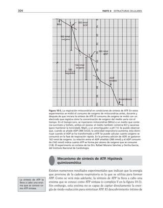 Existen numerosos resultados experimentales que indican que la energía
que proviene de la cadena respiratoria es la que se utiliza para formar
ATP. Como se verá más adelante, la síntesis de ATP la lleva a cabo una
enzima que se conoce como ATP sintasa (o complejo V en la figura 10-3).
Sin embargo, esta enzima no es capaz de captar directamente la ener-
gía de óxido-reducción para sintetizar ATP. El descubrimiento íntimo de
304 PARTE II ESTRUCTURAS CELULARES
Mito
0
10
20
30
40
50
60
70
80
90
100
162 nmol
oxígeno
300 nmol
ADP
300 nmol
ADP
156 nmol
oxígeno
100
segundos
ADP
exceso
Anaerobiosis
%
Figura 10-5. La respiración mitocondrial en condiciones de síntesis de ATP. En estos
experimentos se midió el consumo de oxígeno de mitocondrias antes, durante y
después de que iniciara la síntesis de ATP. El consumo de oxígeno se midió con un
electrodo que registra cómo la concentración de oxígeno del medio varía con el
tiempo. En el tiempo cero, se inyectaron mitocondrias (Mito) a un medio que conte-
nía succinato y fosfato, ambos en exceso; el medio también contenía KCl y sacarosa
(para mantener la tonicidad), MgCl2
y un amortiguador a pH 7.4. Se puede observar
que, cuando se añade ADP (300 nmol), la velocidad respiratoria aumenta; ésta dismi-
nuye cuando el ADP se ha transformado a ATP. Se puede calcular cuánto oxígeno se
consumió en la fase de respiración rápida. En la primera adición de ADP, se gastaron
162 nmol de oxígeno. La relación entre el ADP añadido (300 nmol) y el ADP consumi-
do (162 nmol) indica cuánto ATP se forma por átomo de oxígeno que se consume
(1.8). El experimento es cortesía de los Drs. Rafael Moreno Sánchez y Cecilia García,
del Instituto Nacional de Cardiología.
Mecanismo de síntesis de ATP. Hipótesis
quimiosmótica
La síntesis de ATP la
lleva a cabo una enzi-
ma que se conoce co-
mo ATP sintasa.
 