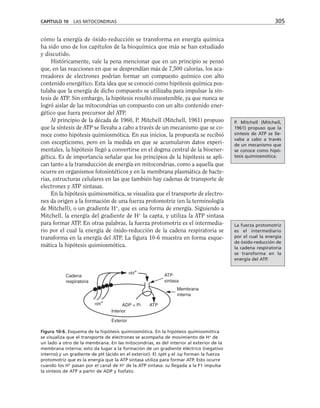 cómo la energía de óxido-reducción se transforma en energía química
ha sido uno de los capítulos de la bioquímica que más se han estudiado
y discutido.
Históricamente, vale la pena mencionar que en un principio se pensó
que, en las reacciones en que se desprendían más de 7,500 calorías, los aca-
rreadores de electrones podrían formar un compuesto químico con alto
contenido energético. Esta idea que se conoció como hipótesis química pos-
tulaba que la energía de dicho compuesto se utilizaba para impulsar la sín-
tesis de ATP. Sin embargo, la hipótesis resultó insostenible, ya que nunca se
logró aislar de las mitocondrias un compuesto con un alto contenido ener-
gético que fuera precursor del ATP.
Al principio de la década de 1960, P. Mitchell (Mitchell, 1961) propuso
que la síntesis de ATP se llevaba a cabo a través de un mecanismo que se co-
noce como hipótesis quimiosmótica. En sus inicios, la propuesta se recibió
con escepticismo, pero en la medida en que se acumularon datos experi-
mentales, la hipótesis llegó a convertirse en el dogma central de la bioener-
gética. Es de importancia señalar que los principios de la hipótesis se apli-
can tanto a la transducción de energía en mitocondrias, como a aquella que
ocurre en organismos fotosintéticos y en la membrana plasmática de bacte-
rias, estructuras celulares en las que también hay cadenas de transporte de
electrones y ATP sintasas.
En la hipótesis quimiosmótica, se visualiza que el transporte de electro-
nes da origen a la formación de una fuerza protomotriz (en la terminología
de Mitchell), o un gradiente H+
, que es una forma de energía. Siguiendo a
Mitchell, la energía del gradiente de H+
la capta, y utiliza la ATP sintasa
para formar ATP. En otras palabras, la fuerza protomotriz es el intermedia-
rio por el cual la energía de óxido-reducción de la cadena respiratoria se
transforma en la energía del ATP. La figura 10-6 muestra en forma esque-
mática la hipótesis quimiosmótica.
CAPÍTULO 10 LAS MITOCONDRIAS 305
Cadena
respiratoria
nH
+
nH
+
ATP
sintasa
Membrana
interna
Interior
Exterior
ADP + Pi ATP
Figura 10-6. Esquema de la hipótesis quimiosmótica. En la hipótesis quimiosmótica
se visualiza que el transporte de electrones se acompaña de movimiento de H+
de
un lado a otro de la membrana. En las mitocondrias, es del interior al exterior de la
membrana interna; esto da lugar a la formación de un gradiente eléctrico (negativo
interno) y un gradiente de pH (ácido en el exterior). El ∆pH y el ∆ψ forman la fuerza
protomotriz que es la energía que la ATP sintasa utiliza para formar ATP. Esto ocurre
cuando los H+
pasan por el canal de H+
de la ATP sintasa: su llegada a la F1 impulsa
la síntesis de ATP a partir de ADP y fosfato.
P. Mitchell (Mitchell,
1961) propuso que la
síntesis de ATP se lle-
vaba a cabo a través
de un mecanismo que
se conoce como hipó-
tesis quimiosmótica.
La fuerza protomotriz
es el intermediario
por el cual la energía
de óxido-reducción de
la cadena respiratoria
se transforma en la
energía del ATP.
 