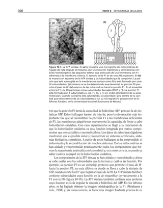 ron que la porción F1 tenía la capacidad de hidrolizar ATP, pero no la de sin-
tetizar ATP. Estos hallazgos fueron de interés, pero la observación más im-
portante fue que al reconstituir la porción F1 a las membranas deficientes
de F1, las membranas adquirieron nuevamente la capacidad de llevar a cabo
fosforilación oxidativa. Con esos experimentos se llegó a la conclusión de
que la fosforilación oxidativa es una función integrada por varios compo-
nentes que son aislables y reconstituibles. Los datos de estos investigadores
mostraron que es posible aislar y reconstituir en sistemas artificiales, siste-
mas biológicos complejos. A partir de estos hallazgos se ha emprendido el
aislamiento y la reconstitución de muchos sistemas. En las mitocondrias se
han aislado y reconstituido prácticamente todos los componentes que for-
man la maquinaria enzimática mitocondrial y, en consecuencia, se puede ya
saber cuál es su papel en la fosforilación oxidativa.
Los componentes de la ATP sintasa se han aislado y reconstituido y ahora
se sabe cuáles son las subunidades que la forman y cuál es su función. Por
ejemplo, la porción F0 es un complejo proteico que permite el paso de H+
hacia la porción F1; en esta última es donde se lleva a cabo la síntesis de
ATP, cuando recibe los H+
que llegan a través de la F0. La ATP sintasa también
contiene subunidades cuya función es la de ensamblar correctamente a la
F1 con la F0 (figura 10-7b). La ATP sintasa también contiene una proteína
cuya función es la de regular la síntesis e hidrólisis del ATP. En los últimos
años, se ha logrado obtener la imagen cristalográfica de la F1 (Abrahams y
cols., 1994) y, en consecuencia, se tiene una imagen bastante precisa de su
308 PARTE II ESTRUCTURAS CELULARES
10 – 12
c
(b)
β
α α
β β
ε
δ
O
S
C
P
b
F
6
γ
Figura 10-7. La ATP sintasa. En a) se muestra una micrografía de mitocondrias de
hígado de rata después de tratarlas con una solución hipotónica y contrastarlas con
ácido fosfotúngstico; las pequeñas esferas que protruyen de una membrana son F1
adheridas a la membrana interna. El tamaño de la F1 es de unos 90 angstroms. En b)
se muestra un esquema de la ATP sintasa y las subunidades que la componen. La por-
ción que está sumergida en la membrana se conoce como F0 y está formado por unas
10 subunidades c (el número no se ha determinado exactamente). La porción F0 per-
mite el paso de H+
del exterior de las mitocondrias hacia la porción F1. En el ensamble
entre la F1 y la F0 participan otras subunidades llamadas OSCP y F6. La porción F1
está formada por 3 subunidades α, 3β, 1γ, 1δ, y 1ε (en orden decreciente de su peso
molecular). Cuando la enzima está catalizando, la subunidad γ gira dentro de la cavi-
dad que existe dentro de las subunidades α y β. La micrografía la proporcionó el Dr.
Alfonso Cárabez, de la Universidad Nacional Autónoma de México.
(a)
 