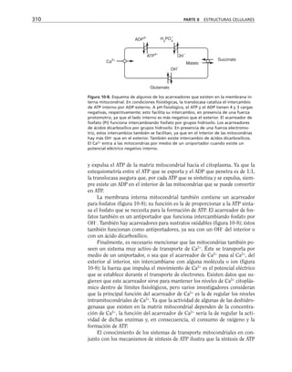 y expulsa el ATP de la matriz mitocondrial hacia el citoplasma. Ya que la
estequiometría entre el ATP que se exporta y el ADP que penetra es de 1:1,
la translocasa asegura que, por cada ATP que se sintetiza y se expulsa, siem-
pre existe un ADP en el interior de las mitocondrias que se puede convertir
en ATP.
La membrana interna mitocondrial también contiene un acarreador
para fosfatos (figura 10-8); su función es la de proporcionar a la ATP sinta-
sa el fosfato que se necesita para la formación de ATP. El acarreador de fos-
fatos también es un antiportador que funciona intercambiando fosfato por
OH–
. También hay acarreadores para sustratos oxidables (figura 10-8); éstos
también funcionan como antiportadores, ya sea con un OH–
del interior o
con un ácido dicarboxílico.
Finalmente, es necesario mencionar que las mitocondrias también po-
seen un sistema muy activo de transporte de Ca2+
. Éste se transporta por
medio de un uniportador, o sea que el acarreador de Ca2+
pasa al Ca2+
, del
exterior al interior, sin intercambiarse con alguna molécula o ion (figura
10-8); la fuerza que impulsa el movimiento de Ca2+
es el potencial eléctrico
que se establece durante el transporte de electrones. Existen datos que su-
gieren que este acarreador sirve para mantener los niveles de Ca2+
citoplás-
mico dentro de límites fisiológicos, pero varios investigadores consideran
que la principal función del acarreador de Ca2+
es la de regular los niveles
intramitocondriales de Ca2+
. Ya que la actividad de algunas de las deshidro-
genasas que existen en la matriz mitocondrial dependen de la concentra-
ción de Ca2+
, la función del acarreador de Ca2+
sería la de regular la acti-
vidad de dichas enzimas y, en consecuencia, el consumo de oxígeno y la
formación de ATP.
El conocimiento de los sistemas de transporte mitocondriales en con-
junto con los mecanismos de síntesis de ATP ilustra que la síntesis de ATP
310 PARTE II ESTRUCTURAS CELULARES
Glutamato
Ca
2+
ADP
3–
ATP
4–
H
2
PO
4
–
OH
–
OH
–
Malato
Succinato
Figura 10-8. Esquema de algunos de los acarreadores que existen en la membrana in-
terna mitocondrial. En condiciones fisiológicas, la translocasa cataliza el intercambio
de ATP interno por ADP externo. A pH fisiológico, el ATP y el ADP tienen 4 y 3 cargas
negativas, respectivamente; esto facilita su intercambio, en presencia de una fuerza
protomotriz, ya que el lado interno es más negativo que el exterior. El acarreador de
fosfato (Pi) funciona intercambiando fosfato por grupos hidroxilo. Los acarreadores
de ácidos dicarboxílico por grupos hidroxilo. En presencia de una fuerza electromo-
triz, estos intercambios también se facilitan, ya que en el interior de las mitocondrias
hay más OH–
que en el exterior. También existe intercambio de ácidos dicarboxílicos.
El Ca2+
entra a las mitocondrias por medio de un uniportador cuando existe un
potencial eléctrico negativo interno.
 