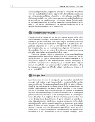 distintos compartimentos, sorprenden tanto por la complejidad del sistema
como por el grado de finura de los experimentos. Sin embargo, es claro que
aún existen preguntas básicas sobre cómo se internalizan y ensamblan las
distintas subunidades que conforman una enzima que está colocada dentro
de la membrana con una disposición y orientación precisa. También se tie-
ne una idea clara de cómo se coordina, si es que se coordina, la información
entre el DNA nuclear y mitocondrial. Por otro lado, la degradación de las
enzimas mitocondriales casi no se ha estudiado.
En este capítulo se ha descrito que los procesos que ocurren en las mito-
condrias son necesarios para mantener la vida de las células. Es, por tanto,
paradójico que en los últimos años hayan surgido datos muy claros que
indican que las mitocondrias también participan en la muerte celular pro-
gramada, un proceso que se conoce como apoptosis. En las mitocondrias
hay varias proteínas que son potencialmente peligrosas. Normalmente, es-
tán guardadas. Pero por un proceso de señales, que apenas se empieza a
entender, las proteínas se activan y la célula se muere.
En uno de los pasos críticos en este proceso, ocurre una alteración de
la permeabilidad de la membrana mitocondrial. Este cambio hace que al-
gunas proteínas del espacio intermembranal se liberen al exterior de las
mitocondrias. Algunas de estas proteínas son las llamadas procaspasas: el
citocromo c (un activador de las caspasas), el coactivador de las caspasas
llamado Smac/Diablo y un factor que induce apoptosis. Este último activa
las nucleasas que digieren al DNA. Un artículo reciente sobre el tema es el
de Li y cols., 2000.
Las mitocondrias son unos de los organelos que más se han estudiado. Sin
embargo, en la medida en que ha aumentado el conocimiento han surgido
nuevos problemas. Uno de éstos es la definición de la estructura tridimen-
sional de las enzimas de la membrana interna de las mitocondrias y los
cambios conformacionales que ocurren durante la catálisis; en estos momen-
tos, éste es un campo muy activo de investigación. También se empiezan a
visualizar mecanismos insospechados en la transformación de la energía de
potenciales electroquímicos de H+
en la energía química de uniones piro-
fosfato. El campo de la biogénesis de mitocondrias que se inició hace más
de tres décadas con el descubrimiento de que la formación de las mitocon-
drias sigue patrones no mendelianos ahora se conoce con cierto detalle,
pero falta mucho trabajo para entender cómo se ensamblan las proteínas
dentro de las membranas y la matriz mitocondrial. Hace unas décadas sólo
se conocía un caso en que un defecto mitocondrial había producido enfer-
medad; ahora se conoce que son varias las enfermedades que resultan de al-
teraciones en el DNA mitocondrial (González-Halphen y Vázquez, 1995).
312 PARTE II ESTRUCTURAS CELULARES
Mitocondrias y muerte
Perspectivas
 