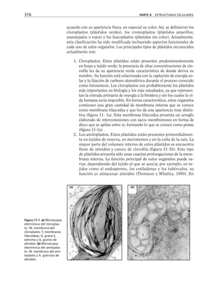 acuerdo con su apariencia física, en especial su color. Así, se definieron los
cloroplastos (plástidos verdes), los cromoplastos (plástidos amarillos,
anaranjados o rojos) y los leucoplastos (plástidos sin color). Actualmente,
esta clasificación ha sido modificada incluyendo aspectos funcionales de
cada uno de estos organelos. Los principales tipos de plástidos reconocidos
actualmente son:
1. Cloroplastos. Estos plástidos están presentes predominantemente
en hojas y tejido verde; la presencia de altas concentraciones de clo-
rofila les da su apariencia verde característica de donde deriva su
nombre. Su función está relacionada con la captación de energía so-
lar y la fijación de carbono atmosférico durante el proceso conocido
como fotosíntesis. Los cloroplastos son probablemente los plástidos
más importantes en biología y los más estudiados, ya que represen-
tan la entrada primaria de energía a la biósfera y sin los cuales la vi-
da humana sería imposible. En forma característica, estos organelos
contienen una gran cantidad de membrana interna que se conoce
como membrana tilacoidea y que les da una apariencia muy distin-
tiva (figura 11- 1a). Esta membrana tilacoidea presenta un arreglo
elaborado de interconexiones con sacos membranosos en forma de
disco que se apilan entre sí, formando lo que se conoce como grana
(figura 11-1a).
2. Los amiloplastos. Estos plástidos están presentes primordialmen-
te en tejidos de reserva, en meristemos y en la cofia de la raíz. La
mayor parte del volumen interno de estos plástidos se encuentra
lleno de almidón y carece de clorofila (figura 11-1b). Este tipo
de plástidos presenta sólo unas cuantas prolongaciones de la mem-
brana interna. La función principal de estos organelos puede va-
riar, dependiendo del tejido al que se asocia; por ejemplo, en te-
jidos como el endospermo, los cotiledones y los tubérculos, su
función es almacenar almidón (Thomson y Whatley, 1980). En
316 PARTE II ESTRUCTURAS CELULARES
M
A G
T
E
Figura 11-1. a) Microscopia
electrónica del cloroplas-
to. M, membrana del
cloroplasto; T, membranas
tilacoideas, G, grana E,
estroma y A, granos de
almidón. b) Microscopia
electrónica del amiloplas-
to. M. membrana del ami-
loplasto y A. gránulos de
almidón.
(a)
M
A
(b)
 