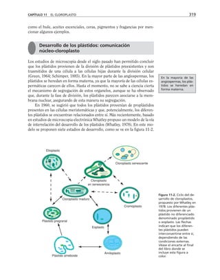 como el hule, aceites escenciales, ceras, pigmentos y fragancias por men-
cionar algunos ejemplos.
Los estudios de microscopia desde el siglo pasado han permitido concluir
que los plástidos provienen de la división de plástidos preexistentes y son
trasmitidos de una célula a las células hijas durante la división celular
(Green, 1964; Schimper, 1885). En la mayor parte de las angiospermas, los
plástidos se heredan en forma materna, ya que la mayoría de las células es-
permáticas carecen de ellos. Hasta el momento, no se sabe a ciencia cierta
el mecanismo de segregación de estos organelos, aunque se ha observado
que, durante la fase de división, los plástidos parecen asociarse a la mem-
brana nuclear, asegurando de esta manera su segregación.
En 1960, se sugirió que todos los plástidos provenían de proplástidos
presentes en las células meristemáticas y que, potencialmente, los diferen-
tes plástidos se encuentran relacionados entre sí. Más recientemente, basado
en estudios de microscopia electrónica Whatley propuso un modelo de la vía
de interrelación del desarrollo de los plástidos (Whatley, 1978). En este mo-
delo se proponen siete estadios de desarrollo, como se ve en la figura 11-2.
CAPÍTULO 11 EL CLOROPLASTO 319
Desarrollo de los plástidos: comunicación
núcleo-cloroplasto
Etioplasto
Cloroplasto senescente
Cloroplasto
en senescencia
Cloroplasto maduro
Cromoplasto
Eoplasto
Amiloplasto
Plástido ameboide
Plástido pregranal
Figura 11-2. Ciclo del de-
sarrollo de cloroplastos,
propuesto por Whatley en
1978. Los diferentes plás-
tidos provienen de un
plástido no diferenciado
denominado proplástido
o eoplasto. Las flechas
indican que los diferen-
tes plástidos pueden
interconvertirse entre sí,
dependiendo de las
condiciones externas.
Véase el encarte al final
del libro donde se
incluye esta figura a
color.
En la mayoría de las
angiospermas, los plás-
tidos se heredan en
forma materna.
 