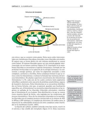 CAPÍTULO 11 EL CLOROPLASTO 323
Estructura del cloroplasto
Nucleoide
Lumen del tilacoide
Grana
Membrana del tilacoide
Membrana interna
Membrana externa
Estroma
Espacio intermembranal
Tilacoides estromales
Figura 11-3. Comparti-
mentos subcelulares
del cloroplasto. El cloro-
plasto está formado por
tres compartimentos
membranales; membrana
externa, interna y tilacoi-
dea, y por dos comparti-
mentos solubles, estroma
y lumen del tilacoide.
En el estroma se encuen-
tran las proteínas de
transcripción, replicación
y duplicación, así como
el DNA del organelo; el
nucleoide.
Véase el encarte al final
del libro donde se
incluye esta figura a
color.
con otros y que se conocen como grana. Estos sacos están interconec-
tados por membranas tilacoideas conocidas como tilacoides estromales.
El espacio que se forma dentro de este sistema membranal se conoce
como lumen. El sistema tilacoideo parece ser una vesícula gigante inter-
conectada con un lumen continuo (figura 11-3). Insertados en la mem-
brana tilacoidea se encuentran el aparato fotoquímico, formado por las
proteínas involucradas en la captación de la energía luminosa y su con-
versión a energía química, así como los pigmentos asociados a estos
complejos, carotenos y clorofilas. Estos complejos forman lo que se co-
noce como los fotosistemas y realizan la llamada fase luminosa del pro-
ceso fotosintético. En plantas superiores encontramos dos fotosistemas
(fotosistema I y II), cada uno de los cuales contiene tanto pigmentos
(clorofilas y carotenos) como una serie de proteínas características, capaces
de transferir electrones. Estos fotosistemas no se encuentran distribui-
dos en forma fortuita, sino que, en general, guardan una localización
específica; así, el fotosistema I se encuentra mayoritariamente en las re-
giones no apiladas de los tilacoides (tilacoides estromales), mientras
que el fotosistema II, en el grana. Esta distribución a la que se conoce
como simetría lateral de hecho, esta regulada por las condiciones del
proceso fotosintético. Otros de los elementos insertados en la membra-
na tilacoidea son el complejo proteico involucrado en la síntesis de ATP,
la ATPasa o ATP sintetasa y el complejo de citocromos. En ambos casos, la
mayoría de las subunidades proteicas de estos complejos están inserta-
das en la membrana (Lawlor, 1993).
La fijación del carbono, también conocida como fase oscura, ocurre en
el estroma o fase soluble del cloroplasto (figura 11-3). Estas reacciones
Los fotosistemas rea-
lizan la llamada fase
luminosa del proceso
fotosintético.
El fotosistema I se en-
cuentra mayoritaria-
mente en las regiones
no apiladas de los tila-
coides (tilacoides es-
tromales), mientras
que el fotosistema II,
en el grana.
 