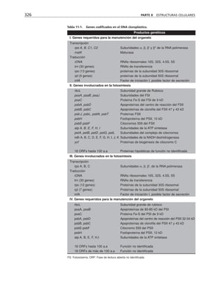 326 PARTE II ESTRUCTURAS CELULARES
Productos genéticos
I. Genes requeridos para la manutención del organelo
Transcripción
rpo A, B, C1, C2 Subunidades α, β, β' y β'' de la RNA polimerasa
matK Maturasa
Traducción
rDNA RNAs ribosomales 16S, 32S, 4.5S, 5S
trn (30 genes) RNAs de transferencia
rps (13 genes) proteínas de la subunidad 30S ribosomal
rpl (9 genes) proteínas de la subunidad 50S ribosomal
infA Factor de iniciación I, posible factor de secreción
II. Genes involucrados en la fotosíntesis
rbcL Subunidad grande de Rubisco
psaA, psaB, psaJ Subunidades del FSI
psaC Proteína Fe-S del FSI de 9 kD
psbA, psbD Apoproteínas del centro de reacción del FSII
psbB, psbC Apoproteínas de clorofila del FSII 47 y 43 kD
psb J, psbL, psbN, psbT Proteínas FSII
psbH Fosfoproteína del PSII, 10 kD
psbE-psbF Citocromos 559 del FSII
atp A, B, E, F, H, I Subunidades de la ATP sintetasa
petA, petB, petD, petG, petL Subunidades del complejo de citocromos
ndh A, B, C, D, E, F, G, H, I, J, K Subunidades de la NADH deshidrogenasa
ycf Proteínas de biogénesis de citocromo C
18 ORFs hasta 100 a.a Proteínas hipotéticas de función no identificada
III. Genes involucrados en la fotosíntesis
Transcripción
rpo A, B, C Subunidades α, β, β', de la RNA polimerasa
Traducción
rDNA RNAs ribosomales 16S, 32S, 4.5S, 5S
trn (30 genes) RNAs de transferencia
rps (12 genes) Proteínas de la subunidad 30S ribosomal
rpl (7 genes) Proteínas de la subunidad 50S ribosomal
infA Factor de iniciación I, posible factor de secreción
IV. Genes requeridos para la manutención del organelo
rbcL Subunidad grande de rubisco
psaA, psaB Apoproteínas de 80-85 kD del PSI
psaC Proteína Fe-S del PSI de 9 kD
psbA, psbD Apoproteínas del centro de reacción del PSII 32-34 kD
psbB, psbC Apoproteínas de clorofila del PSII 47 y 43 kD
psbE-psbF Citocromo 559 del PSII
psbH Fosfoproteína del PSII, 10 kD
atp A, B, E, F, H,I Subunidades de la ATP sintetasa
18 ORFs hasta 100 a.a Función no identificada
18 ORFs de más de 100 a.a Función no identificada
FS: Fotosistema; ORF: Fase de lectura abierta no identificada
Tabla 11-1. Genes codificados en el DNA cloroplástico.
 