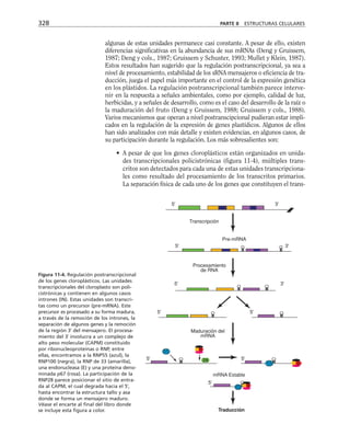 algunas de estas unidades permanece casi constante. A pesar de ello, existen
diferencias significativas en la abundancia de sus mRNAs (Deng y Gruissem,
1987; Deng y cols., 1987; Gruissem y Schuster, 1993; Mullet y Klein, 1987).
Estos resultados han sugerido que la regulación postranscripcional, ya sea a
nivel de procesamiento, estabilidad de los sRNA mensajeros o eficiencia de tra-
ducción, juega el papel más importante en el control de la expresión genética
en los plástidos. La regulación postranscripcional también parece interve-
nir en la respuesta a señales ambientales, como por ejemplo, calidad de luz,
herbicidas, y a señales de desarrollo, como es el caso del desarrollo de la raíz o
la maduración del fruto (Deng y Gruissem, 1988; Gruissem y cols., 1988).
Varios mecanismos que operan a nivel postranscipcional pudieran estar impli-
cados en la regulación de la expresión de genes plastídicos. Algunos de ellos
han sido analizados con más detalle y existen evidencias, en algunos casos, de
su participación durante la regulación. Los más sobresalientes son:
• A pesar de que los genes cloroplásticos están organizados en unida-
des transcripcionales policistrónicas (figura 11-4), múltiples trans-
critos son detectados para cada una de estas unidades transcripciona-
les como resultado del procesamiento de los transcritos primarios.
La separación física de cada uno de los genes que constituyen el trans-
328 PARTE II ESTRUCTURAS CELULARES
Pre-mRNA
Traducción
mRNA Estable
5' 5'
5'
Maduración del
mRNA
5' 5'
5' 3'
5' 3'
Procesamiento
de RNA
5' 3'
Transcripción
55 E
55
28
E
55
E
N N
Figura 11-4. Regulación postranscripcional
de los genes cloroplásticos. Las unidades
transcripcionales del cloroplasto son poli-
cistrónicas y contienen en algunos casos
intrones (IN). Estas unidades son transcri-
tas como un precursor (pre-mRNA). Este
precursor es procesado a su forma madura,
a través de la remoción de los intrones, la
separación de algunos genes y la remoción
de la región 3' del mensajero. El procesa-
miento del 3' involucra a un complejo de
alto peso molecular (CAPM) constituido
por ribonucleoproteínas o RNP, entre
ellas, encontramos a la RNP55 (azul), la
RNP100 (negra), la RNP de 33 (amarilla),
una endonucleasa (E) y una proteína deno-
minada p67 (rosa). La participación de la
RNP28 parece posicionar el sitio de entra-
da al CAPM, el cual degrada hacia el 5',
hasta encontrar la estructura tallo y asa
donde se forma un mensajero maduro.
Véase el encarte al final del libro donde
se incluye esta figura a color.
 