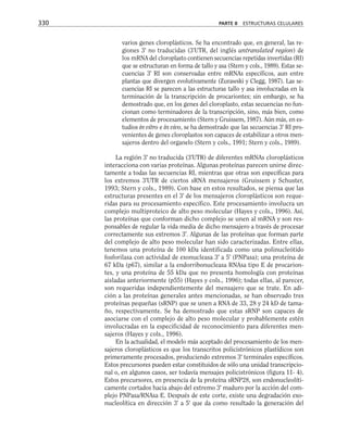 varios genes cloroplásticos. Se ha encontrado que, en general, las re-
giones 3' no traducidas (3'UTR, del inglés untranslated region) de
los mRNA del cloroplasto contienen secuencias repetidas invertidas (RI)
que se estructuran en forma de tallo y asa (Stern y cols., 1989). Estas se-
cuencias 3' RI son conservadas entre mRNAs específicos, aun entre
plantas que divergen evolutivamente (Zurawski y Clegg, 1987). Las se-
cuencias RI se parecen a las estructuras tallo y asa involucradas en la
terminación de la transcripción de procariontes; sin embargo, se ha
demostrado que, en los genes del cloroplasto, estas secuencias no fun-
cionan como terminadores de la transcripción, sino, más bien, como
elementos de procesamiento (Stern y Gruissem, 1987). Aún más, en es-
tudios in vitro e in vivo, se ha demostrado que las secuencias 3' RI pro-
venientes de genes cloroplastos son capaces de estabilizar a otros men-
sajeros dentro del organelo (Stern y cols., 1991; Stern y cols., 1989).
La región 3' no traducida (3'UTR) de diferentes mRNAs cloroplásticos
interacciona con varias proteínas. Algunas proteínas parecen unirse direc-
tamente a todas las secuencias RI, mientras que otras son específicas para
los extremos 3'UTR de ciertos sRNA mensajeros (Gruissem y Schuster,
1993; Stern y cols., 1989). Con base en estos resultados, se piensa que las
estructuras presentes en el 3' de los mensajeros cloroplásticos son reque-
ridas para su procesamiento específico. Este procesamiento involucra un
complejo multiproteico de alto peso molecular (Hayes y cols., 1996). Así,
las proteínas que conforman dicho complejo se unen al mRNA y son res-
ponsables de regular la vida media de dicho mensajero a través de procesar
correctamente sus extremos 3'. Algunas de las proteínas que forman parte
del complejo de alto peso molecular han sido caracterizadas. Entre ellas,
tenemos una proteína de 100 kDa identificada como una polinucleótido
fosforilasa con actividad de exonucleasa 3' a 5' (PNPasa); una proteína de
67 kDa (p67), similar a la endorribonucleasa RNAsa tipo E de procarion-
tes, y una proteína de 55 kDa que no presenta homología con proteínas
aisladas anteriormente (p55) (Hayes y cols., 1996); todas ellas, al parecer,
son requeridas independientemente del mensajero que se trate. En adi-
ción a las proteínas generales antes mencionadas, se han observado tres
proteínas pequeñas (sRNP) que se unen a RNA de 33, 28 y 24 kD de tama-
ño, respectivamente. Se ha demostrado que estas sRNP son capaces de
asociarse con el complejo de alto peso molecular y probablemente estén
involucradas en la especificidad de reconocimiento para diferentes men-
sajeros (Hayes y cols., 1996).
En la actualidad, el modelo más aceptado del procesamiento de los men-
sajeros cloroplásticos es que los transcritos policistrónicos plastídicos son
primeramente procesados, produciendo extremos 3' terminales específicos.
Estos precursores pueden estar constituidos de sólo una unidad transcripcio-
nal o, en algunos casos, ser todavía mensajes policistrónicos (figura 11- 4).
Estos precursores, en presencia de la proteína sRNP28, son endonucleolíti-
camente cortados hacia abajo del extremo 3' maduro por la acción del com-
plejo PNPasa/RNAsa E. Después de este corte, existe una degradación exo-
nucleolítica en dirección 3' a 5' que da como resultado la generación del
330 PARTE II ESTRUCTURAS CELULARES
 