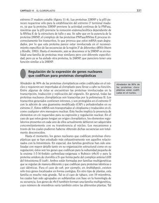 extremo 3' maduro estable (figura 11-4). Las proteínas 33RNP y la p55 pa-
recen requerirse sólo para la estabilización del extremo 3' terminal madu-
ro, ya que la proteína 33RNP previene la actividad continua de la PNPasa,
mientras que la p55 previene la remoción endonucleolítica dependiente de
la RNAsa E de la estructura de tallo y asa. Se sabe que en la ausencia de la
proteína 28RNP, el complejo de las proteínas PNPasa/RNAsa E procesa in-
correctamente los transcritos, lo que provoca que estos mRNA sean degra-
dados, por lo que esta proteína parece estar involucrada en el reconoci-
miento específico de las secuencias de la región 3' de diferentes sRNA (Stern
y Kindle, 1993). Hasta el momento, aún se desconoce si la 28RNP es en rea-
lidad una familia de proteínas muy similares pero con diferente especifici-
dad; pero ya se ha aislado otra proteína, la 24RNP, que pareciera tener una
función similar a la 28RNP.
Alrededor de 90% de las proteínas cloroplásticas están codificadas en el nú-
cleo y requieren ser importadas al cloroplasto para llevar a cabo su función.
Entre algunas de éstas se encuentran las proteínas involucradas en la
transcripción, traducción y replicación del organelo. En general, todas las
proteínas nucleares cloroplásticas son transcritas por la polimerasa II. Los
transcritos generados contienen intrones, y son protegidos en el extremo 5'
con la adición de una guanosina modificada (CAP) y poliadenilados en su
extremo 3'. Estos mRNA son transportados al citoplasma y traducidos en él,
como cualquier otro mensajero nuclear. Este hecho implica la presencia de
elementos en cis requeridos para su expresión y regulación nuclear. En el
caso de que estos genes tengan un origen cloroplástico, los elementos regu-
latorios presentes en cada uno de ellos actualmente debieron ser adquiridos
concomitantemente con su transferencia al núcleo. Los mecanismos a
través de los cuales pudieron haberse obtenido dichas secuencias son total-
mente desconocidos.
Hasta el momento, los genes nucleares que codifican proteínas cloro-
plásticas que se han estudiado más exhaustivamente son aquellos relacio-
nados con la fotosíntesis. En especial, dos familias genéticas han sido ana-
lizadas con mayor detalle tanto en su organización estructural como en su
regulación; éstos son los genes que codifican para la subunidad pequeña de
la enzima 1-5 bi-fosfato carboxilasa-oxigenasa o Rubisco (rbcS) y para la
proteína unidora de clorofila a/b que forma parte del complejo antena LHII
del fotosistema II (cab). Ambos están formadas por familias multigenéticas
que se regulan de manera diferente y que codifican para proteínas idénticas o
casi idénticas. Para el caso de cab, por ejemplo, en Arabidopsis, existen
sólo tres genes localizados en forma contigua. En otro tipo de plantas, esta
familia es mucho más grande. Tal es el caso de tabaco, con 19 miembros,
los cuales han sido agrupados en subfamilias con base en la homología de
su secuencia. Los genes de rbcS también forman una familia multigenética,
cuyo número de miembros varía también entre las diferentes plantas. Tal
CAPÍTULO 11 EL CLOROPLASTO 331
Regulación de la expresión de genes nucleares
que codifican para proteínas cloroplásticas
Alrededor de 90% de
las proteínas cloro-
plásticas están codifi-
cadas en el núcleo.
 