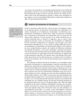 co en maíz, cuyo mensajero es acumulado exclusivamente en las células del
parénquima vascular y no en las del mesófilo. Estudios en células aisladas
han mostrado que el gen de rbcS es transcrito tanto en las células del me-
sófilo como en las del parénquima vascular a niveles muy semejantes, lo
que sugiere es que la acumulación diferencial en ambos tipos celulares se
debe a eventos postranscripcionales.
Como se mencionó anteriormente, a pesar de que el cloroplasto contie-
ne un genoma propio, la mayoría de sus proteínas son codificadas en el
núcleo, traducidas en el citoplasma e importadas a los diferentes com-
partimentos cloroplásticos. Hasta ahora, todas las proteínas analizadas
que se importan al cloroplasto son sintetizadas como un precursor de
mayor peso molecular, el cual contiene en su amino-terminal una se-
cuencia requerida para su importe al organelo y que se conoce como
péptido de tránsito. Como se mencionó, los cloroplastos se subdividen
por tres sistemas membranosos no contiguos, que da lugar a seis com-
partimentos suborganelares, en los cuales se realizan diferentes funcio-
nes metabólicas y relacionadas con la fotosíntesis (figura 11-3); cada uno
de estos compartimentos requiere del importe de diferentes proteínas.
Los péptido de tránsito, en los casos estudiados, contienen la informa-
ción necesaria para el destino final de la proteína dentro del cloroplasto,
y estas secuencias son removidas al final del transporte al organelo por
un procesamiento específico. En muchos casos, este péptido está consti-
tuido únicamente por la información que se requiere para la entrada a
través de la envoltura. Tal es el caso de las proteínas que se requieran en
el estroma.
Sin importar el destino final de las proteínas en el cloroplasto, todas
ellas deben inicialmente ser internalizadas a través de la envoltura cloro-
plástica que comprende las membranas externa e interna. Por el momento
no se ha encontrado una secuencia consenso para el transporte por la en-
voltura entre los diferentes péptidos señal estudiados. Sin embargo, todos
ellos contienen una serie de características distintivas como son: una ri-
queza relativa en serina y alanina, así como una baja cantidad de amino-
ácidos ácidos (Heijne y cols., 1989), lo que hacen que estos péptidos sean
en general básicos (figura 11-5). Las reacciones de importe se inician, por
lo tanto, con el reconocimiento del precursor proteico a la envoltura del
cloroplasto por un complejo proteico de alto peso molecular presente en
la membrana externa al cual se le ha denominado como TOC (del inglés
translocon at the outer membrane chloroplast). Durante este reconoci-
miento, el precursor se asocia con la membrana externa del cloroplasto a
través del péptido señal. Esta interacción tiene una alta afinidad y es
esencialmente irreversible y se conoce como intermediario temprano
(figura 11-6). Este proceso involucra una unión específica con una pro-
teína receptora y el precursor proteico. Se ha identificado que existen
puntos específicos de unión para el importe en la membrana del cloro-
334 PARTE II ESTRUCTURAS CELULARES
Importe de proteínas al cloroplasto
A pesar de que el clo-
roplasto contiene un
genoma propio, la ma-
yoría de sus proteínas
son codificadas en el
núcleo.
 