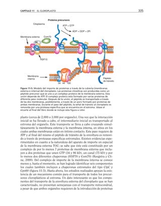 plasto (cerca de 2,000 o 3,000 por organelo). Una vez que la interacción
inicial se ha llevado a cabo, el intermediario inicial es transportado al
estroma del organelo. Este transporte se lleva a cabo cruzando simul-
táneamente la membrana externa y la membrana interna, en sitios en los
cuales ambas membranas están en íntimo contacto. Este paso requiere de
ATP y al final del mismo el péptido de tránsito de la envoltura es removi-
do a través de proteasas específicas estromales. Existen evidencias expe-
rimentales en cuanto a la naturaleza del aparato de importe en especial
de la membrana externa TOC; se sabe que éste está constituido por un
complejo de por lo menos 7 proteínas de membrana externa que inclu-
yen a dos proteínas que unen GTP (34 y 86 kD), un canal (75 kD) y por
lo menos dos diferentes chaperonas (HSP70 y Com70) (Keegstra y Cli-
ne, 2000). Del complejo de importe de la membrana interna se conoce
menos y, hasta el momento, se han logrado identificar seis componentes
los cuales también incluyen a chaperonas estromales del tipo ClpC y
Cpn60 (figura 11-5). Hasta ahora, los estudios realizados apoyan la exis-
tencia de un mecanismo común para el transporte de todos los precur-
sores cloroplásticos al estroma. Un dato interesante es que los compo-
nentes del transporte de la envoltura externa del cloroplasto que se han
caracterizado, no presentan semejanzas con el transporte mitocondrial,
a pesar de que ambos organelos requieren de la introducción de proteínas
CAPÍTULO 11 EL CLOROPLASTO 335
M
HSP70
Citoplasma
Proteína precursora
ATP + GTP
ADP + GDP + 2Pi
Membrana
interna
o
Figura 11-5. Modelo del importe de proteínas a través de la cubierta (membranas
externa e interna) del cloroplasto. Las proteínas citosólicas son producidas como un
péptido precursor que se une a un complejo proteico de la membrana externa. Esta
unión depende de ATP. El complejo proteico esta formado por varias proteínas de
diferente peso molecular. Después de la unión, el péptido es transportado a través
de las dos membranas, posiblemente, a través de un poro formado por proteínas de
ambas membranas. Durante el paso del péptido, la señal de tránsito al cloroplasto es
removida por una proteasa específica que se encuentra en el estroma. Véase el
encarte al final del libro donde se incluye esta figura a color.
 