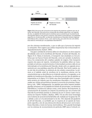 por dos sistemas membranales, y que se sabe que el proceso de importe
es semejante. Esto sugiere que ambas maquinarias han evolucionado in-
dependientemente (Schell, 1995).
Una gran cantidad de proteínas deben de relocalizarse en otros espacios
del plástido como son la membrana del tilacoide, el lumen del tilacoide, etc.
(figura 11-3). Hasta el momento, el transporte más estudiado es el de pro-
teínas que van hacia el lumen del tilacoide, como por ejemplo, la plastocia-
nina y los componentes del complejo captador de oxígeno. Este transporte
requiere dos pasos de importe, inicialmente los péptidos deben ser trans-
portados al estroma y posteriormente el intermediario proteico debe de ser
internalizado en la membrana del tilacoide, donde sufre un segundo proce-
samiento por una peptidasa específica del tilacoide. Este hecho supone, pa-
ra este tipo de proteínas, la existencia de dos señales consecutivas. La pri-
mera es el péptido señal de envoltura de la membrana externa con las
características que se describieron en el párrafo anterior, y la segunda, es un
péptido de transferencia tilacoidea. La estructura de este tipo de péptidos se
esquematiza en la figura 11-6. Existe una clara homología entre la maqui-
naria proteica de importe para las membranas tilacoideas y la usada o las
usadas por células procariónticas durante la secreción de proteínas (Smee-
kens y cols., 1990). Análogamente, los péptidos para dicho importe también
guardan semejanza con los péptidos de tránsito de procariontes, con dominios
hidrofóbicos y residuos de cadenas cortas, como alanina. Recientemente, la
caracterización de mutantes en importe de proteínas que van al lumen del
tilacoide ha permitido postular la existencia de por lo menos cuatro meca-
nismos de importe (Voelker y Barkan, 1995). Uno de ellos tiene homología
con el sistema de secreción de Escherichia coli, mediado por los genes Sec AY,
y debido a esto se le ha denominado la vía Sec. Otro depende del gradiente
de pH del tilacoide, y es probable que no requiera de un aparato de trans-
porte específico, sino de una interacción directa del precursor con la mem-
brana tilacoidea a través de fuerzas electrostáticas. Otro guarda homología
con los sistemas de reconocimiento de partícula (SRP) para el retículo en-
336 PARTE II ESTRUCTURAS CELULARES
MASS HHH AXA
Péptido de tránsito
del tilacoide
PE
Péptido de tránsito
de la envoltura
A.A
Básicos
PT
Figura 11-6. Estructura de la secuencia de importe de proteínas nucleares que van al
lumen del tilacoide. Esta estructura comprende dos señales específicas, una seguida
de otra: un péptido de tránsito para la envoltura que se caracteriza por la presencia de
aminoácidos básicos como serina y treonina. Esta señal es removida por una peptidasa
específica en el estroma (PE). La señal de transferencia al tilacoide contiene regiones
hidrofóbicas (H) y residuos chicos, como alanina (A), cerca del sitio de corte (AXA).
Esta señal es removida por una peptidasa tilacoidal (PT).
 