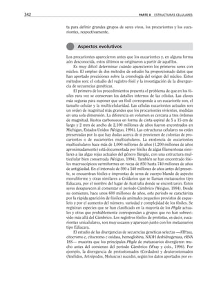 ta para definir grandes grupos de seres vivos, los procariontes y los euca-
riontes, respectivamente.
Los procariontes aparecieron antes que los eucariontes y, en alguna forma
aún desconocida, estos últimos se originaron a partir de aquéllos.
Es muy difícil determinar cuándo aparecieron los primeros seres con
núcleo. El empleo de dos métodos de estudio ha proporcionado datos que
han aportado precisiones sobre la cronología del origen del núcleo. Estos
métodos son: el estudio del registro fósil y la investigación de la divergen-
cia de secuencias genéticas.
El primero de los procedimientos presenta el problema de que en los fó-
siles rara vez se conservan los detalles internos de las células. Las claves
más seguras para suponer que un fósil corresponde a un eucarionte son, el
tamaño celular y la multicelularidad. Las células eucariontes actuales son
un orden de magnitud más grandes que los procariontes vivientes, medidas
en una sola dimensión. La diferencia en volumen es cercana a tres órdenes
de magnitud. Restos carbonosos en forma de cinta espiral de 5 a 15 cm de
largo y 2 mm de ancho de 2,100 millones de años fueron encontrados en
Michigan, Estados Unidos (Weiguo, 1994). Las estructuras celulares no están
preservadas por lo que hay dudas acerca de si provienen de colonias de pro-
cariontes o de eucariontes multicelulares. La existencia de eucariontes
multicelulares hace más de 1,000 millones de años (1,200 millones de años
aproximadamente) está documentada por fósiles de algas filamentosas simi-
lares a las algas rojas actuales del género Bangia, con una estructura mul-
ticelular bien conservada (Weiguo, 1994). También se han encontrado fósi-
les macroscópicos vermiformes en rocas de 850 hasta 740 millones de años
de antigüedad. En el intervalo de 590 a 540 millones de años antes del presen-
te, se encuentran fósiles e improntas de seres de cuerpo blando de aspecto
moruliforme y otras similares a Cnidarios que se llaman metazoarios tipo
Ediacara, por el nombre del lugar de Australia donde se encontraron. Estos
seres desaparecen al comenzar el periodo Cámbrico (Weiguo, 1994). Desde
su comienzo, hace unos 600 millones de años, este periodo se caracteriza
por la rápida aparición de fósiles de animales pequeños provistos de esque-
leto y por el aumento del número, variedad y complejidad de los fósiles. Se
registran especies que se han clasificado en la mayoría de los Phyla actua-
les y otras que probablemente correspondan a grupos que no han sobrevi-
vido más allá del Cámbrico. Los registros fósiles de protistas, es decir, euca-
riontes unicelulares, son muy escasos y aparecen junto con los metazoarios
tipo Ediacara.
El estudio de las divergencias de secuencias genéticas selectas —ATPasa,
citocromo c, citocromo c oxidasa, hemoglobina, NADH deshidrogenasa, rRNA
18S— muestra que los principales Phyla de metazoarios divergieron mu-
cho antes del comienzo del periodo Cámbrico (Wray y cols., 1996). Por
ejemplo, la divergencia de protostomados (Cordados) y deuterostomados
(Anélidos, Artrópodos, Moluscos) sucedió, según los datos aportados por es-
342 PARTE II ESTRUCTURAS CELULARES
Aspectos evolutivos
 