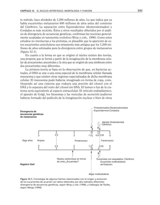 te método, hace alrededor de 1,200 millones de años. Lo que indica que ya
había eucariontes metazoarios 600 millones de años antes del comienzo
del Cámbrico. La separación entre Equinodermos (deuterostomados) y
Cordados es más reciente. Éstos y otros resultados obtenidos por el análi-
sis de divergencia de secuencias genéticas, confirman las nociones general-
mente aceptadas en taxonomía evolutiva (Wray y cols., 1996). Como estos
estudios no involucran a los protistas, es plausible que la aparición de es-
tos eucariontes unicelulares sea netamente más antigua que los 1,200 mi-
llones de años estimados para la divergencia entre grupos de metazoarios
(figura 12-1).
En cuanto a la forma en que se originó el núcleo existen dos teorías,
una propone que se formó a partir de la invaginación de la membrana celu-
lar de procariontes ancestrales y la otra que se originó de una simbiosis entre
dos procariontes muy diferentes.
La primera teoría se basa en la observación de que, en bacterias ac-
tuales, el DNA se une a una zona especial de la membrana celular llamada
mesosoma y que existen otras regiones especializadas de dicha membrana
celular. El mesosoma pudo haberse invaginado en forma de copa, cons-
tituyendo así una cisterna que rodeara una porción del citosol con el
DNA y lo separara del resto del citosol sin DNA. El lumen o luz de la cis-
terna sería equivalente al espacio extracelular. El retículo endoplásmico,
el aparato de Golgi, los lisosomas y las vesículas de secreción pudieron
haberse formado del pedículo de la invaginación nuclear o bien de otras
CAPÍTULO 12 EL NÚCLEO INTERFÁSICO. MORFOLOGÍA Y FUNCIÓN 343
Registro fósil
Restos carbonosos en forma
de cinta ¿Eucariotas?
Divergencia de
secuencias genéticas
de metazoarios
Giga años Arqueo Proterozoico Fanerozoico
0.6 0.55
0.55 0
0
2
2
3
3
2.5
2.5
1.2
1.2
Algas multicelulares
Eucariotas con esqueletos. Cámbrico
Eucariotas multicelulares
de Ediacaro
Protostomados-Deuterostomados
Equinodermos-Cordados
Agnata Gnatostamata
Cámbrico
Figura 12-1. Cronología de algunos hechos relacionados con el origen y evolución
de los eucariontes de acuerdo con datos obtenidos por dos métodos diferentes:
divergencia de secuencias genéticas, según Wray y cols. (1996), y hallazgos de fósiles,
según Weigo (1994).
 
