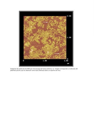 Imágenes de moléculas de DNA por microscopia de fuerza atómica. La imagen corresponde a moléculas del
plásmido pUC18, que se observan como lazos (flechas) sobre un soporte de mica.
 