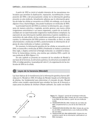 CAPÍTULO I ÁCIDO DESOXIRRIBONUCLEICO, DNA 5
A partir de 1953 se inició el estudio intensivo de los mecanismos mo-
leculares que permiten la duplicación, reparación, recombinación y trans-
posición del DNA y del procesamiento celular de la información genética
presente en esta molécula. Actualmente sabemos que la información gené-
tica de todas las células se encuentra en el DNA; sin embargo, en el caso de
algunos virus y bacteriófagos, ésta puede localizarse en moléculas de RNA.
La principal función del DNA es contener la información, que, al expre-
sarse de manera selectiva y regulada, permite generar una nueva célula
(organismos unicelulares) o un nuevo organismo, a partir de un óvulo fe-
cundado por un espermatozoide (organismos multicelulares complejos). La
expresión de esta información también determina el patrón metabólico ca-
racterístico de cada célula y de las condiciones específicas en que ésta se en-
cuentra. La información del DNA primero se transcribe; es decir, se copia
selectivamente a moléculas de RNA y posteriormente la información de al-
gunas de estas moléculas se traduce a proteínas.
En resumen, la información genética de las células se encuentra en el
DNA, se transcribe a moléculas de RNA y finalmente se traduce a proteínas.
Esta regla, o dogma central de la biología molecular, se completó al descu-
brirse la transcriptasa reversa, una enzima que sintetiza DNA a partir de
una molécula de RNA (figura 1-1).
En este capítulo se presenta un resumen de los estudios de Mendel y
sus leyes de la herencia, la estructura química y la estructura secundaria del
DNA, el código genético, la paradoja del valor C y la organización de las mo-
léculas de DNA en la célula.
Las leyes básicas de la transferencia de la información genética fueron defi-
nidas por G. Mendel en 1865. El trabajo de Mendel, basado en la hibridación
de plantas, fue fundamental para determinar el concepto de gen. Mendel
utilizó como modelo experimental para estudiar las leyes de la herencia a
cepas puras de plantas de chícharo (Pisum sativum), las cuales son fáciles
Figura 1-1. “Dogma” central de la biología molecular.
1. REPLICACIÓN DEL DNA. Síntesis de una nueva molécu-
la de DNA de dos hebras, a partir de una molécula
molde.
2. TRANSCRIPCIÓN DEL DNA. Síntesis de una hebra de
RNA complementaria a una de las dos hebras del
DNA.
3. TRANSCRIPCIÓN REVERSA DEL RNA. Síntesis de una he-
bra de DNA complementaria a una molécula de RNA,
de una hebra.
4. TRADUCCIÓN DEL RNA MENSAJERO. Síntesis de una
proteína a partir de la información codificada en un
RNA mensajero.
Leyes de la herencia (Mendel)
DNA
RNA Proteína
1
2
3
4
 