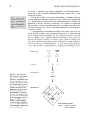6 PARTE I MOLÉCULAS INFORMACIONALES
de cultivar y cruzar. Para sus estudios estadísticos, este investigador selec-
cionó características fenotípicas fáciles de identificar como el color y la tex-
tura de las semillas.
Antes de describir los experimentos que llevaron a Mendel a postular las
leyes de la herencia, es importante definir dos términos: fenotipo y genoti-
po. A la apariencia de un organismo se le denomina fenotipo, mientras que
el genotipo se refiere a la constitución genética. Por ejemplo, dos individuos
que presentan el mismo fenotipo pueden tener un genotipo diferente. Estos
conceptos quedarán más claros al describir la primera ley de la herencia
(véase más adelante).
En una primera serie de experimentos de cruzas entre plantas de chí-
charos, Mendel encontró que en la primera generación, o generación F1,
toda la progenie mostró solamente una de las dos características alternati-
vas. Por ejemplo, todas las plantas producto de la cruza entre plantas de
chícharos de semillas amarillas y de semillas verdes fueron de semillas ama-
rillas. A las características que aparecieron en la generación F1, Mendel las
llamó características dominantes (figura 1-2). Para responder a la pregunta
de qué había pasado con las características alternativas, Mendel dejó que las
En los organismos di-
ploides las copias ma-
terna y paterna de un
mismo gen se segre-
gan de forma separa-
da al formarse los ga-
metos.
Progenitores
Gametos
Generación F1
Generación F2
G
a
m
e
t
o
s
f
e
m
e
n
i
n
o
s
G
a
m
e
t
o
s
m
a
s
c
u
l
i
n
o
s
Proporciones fenotípicas
1/4YY  2/4Yy = 3/4 amarillos
1/4yy = 1/4 verdes
1
/
2
y
1
/
2
Y
1
/
2
Y
1
/
2
y
YY
Yy Yy
yy
Yy
(amarillo)
Y y
YY
(amarillo)
yy
(verde)
Figura 1-2. Primera ley de
Mendel o principio de segre-
gación. En este ejemplo se
muestra la segregación de los
factores mendelianos en la
progenie de la generación F1
y F2, después de la cruza de
plantas con dos alelos, siendo
los alelos dominantes (YY)
para las semillas amarillas y
los recesivos (yy) para las
semillas verdes. El fenotipo
de todos los individuos de la
F1 es amarillo, pero el genoti-
po es heterocigoto: Yy. En la
generación F2, las células es-
permáticas y los óvulos se
combinan al azar para gene-
rar una relación de fenotipos
de 3 dominantes (amarillos) y
un recesivo (verdes).
 