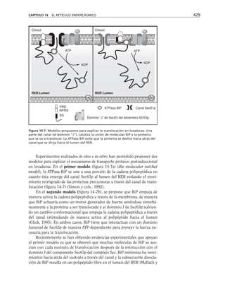 biologia-celular-y-molecular.pdf