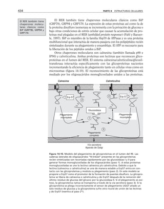 biologia-celular-y-molecular.pdf