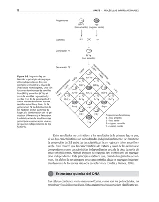 8 PARTE I MOLÉCULAS INFORMACIONALES
Estos resultados no contradicen a los resultados de la primera ley, ya que,
si las dos características son consideradas independientemente, se mantiene
la proporción de 3:1 entre las características lisa y rugosa y color amarillo y
verde. Esto mostró que las características de textura y color de las semillas se
comportaron como características independientes una de la otra. A partir de
estas observaciones, Mendel postuló su segunda ley, o principio de segrega-
ción independiente. Este principio establece que, cuando los gametos se for-
man, los alelos de un gen para una característica dada se segregan indepen-
dientemente de los alelos para otra característica (Curtis y Barnes, 1989).
Las células contienen varias macromoléculas, como son los polisacáridos, las
proteínas y los ácidos nucleicos. Estas macromoléculas pueden clasificarse co-
Figura 1-3. Segunda ley de
Mendel o principio de segrega-
ción independiente. En este
ejemplo se muestra la cruza de
individuos homocigotos, uno con
factores dominantes de semillas
lisas (RR) y amarillas (YY) y el
otro de semillas rugosas (rr) y
verdes (yy). En la generación F1,
todos los descendientes son de
semillas amarillas y lisas. En la
generación F2 la distribución de
los factores en los gametos da
lugar a la combinación de 16 ge-
notipos diferentes y 4 fenotipos.
La distribución de los diferentes
genotipos se genera por una se-
gregación independiente de los
factores.
Estructura química del DNA
RY ry
Progenitores
Gametos
Generación F1
Generación F2
RRYY
(liso, amarillo)
rryy
(rugoso, verde)
RrYy
(liso, amarillo)
RRYY
RRYy RRYy
RrYY RrYY
RRyy
rrYY
rryy
RrYy RrYy RrYy RrYy
Rryy Rryy
rrYy rrYy
G
a
m
e
t
o
s
f
e
m
e
n
i
n
o
s
G
a
m
e
t
o
s
m
a
s
c
u
l
i
n
o
s
1
/
4
r
y
1
/
4
R
Y
1
/
4
r
Y
1
/
4
R
y
1
/
4
R
Y
1
/
4
R
y
1
/
4
r
Y
1
/
4
r
y
Proporciones fenotípicas
9 = liso, amarillo
3 = liso, verde
3 = rugoso, amarillo
1 = rugoso, verde
 