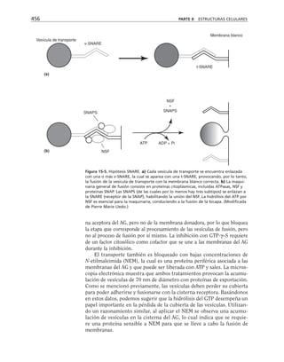 biologia-celular-y-molecular.pdf