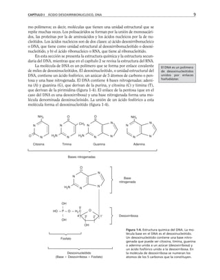 mo polímeros; es decir, moléculas que tienen una unidad estructural que se
repite muchas veces. Los polisacáridos se forman por la unión de monosacári-
dos, las proteínas por la de aminoácidos y los ácidos nucleicos por la de nu-
cleótidos. Los ácidos nucleicos son de dos clases: a) ácido desoxirribonucleico
o DNA, que tiene como unidad estructural al desoxirribonucleótido o desoxi-
nucleótido, y b) el ácido ribonucleico o RNA, que tiene al ribonucleótido.
En esta sección se presenta la estructura química y la estructura secun-
daria del DNA, mientras que en el capítulo 2 se revisa la estructura del RNA.
La molécula de DNA es un polímero que se forma por enlace covalente
de miles de desoxinucleótidos. El desoxinucleótido, o unidad estructural del
DNA, contiene un ácido fosfórico, un azúcar de 5 átomos de carbono o pen-
tosa y una base nitrogenada. El DNA contiene 4 bases nitrogenadas: adeni-
na (A) y guanina (G), que derivan de la purina, y citosina (C) y timina (T),
que derivan de la pirimidina (figura 1-4). El enlace de la pentosa (que en el
caso del DNA es una desoxirribosa) y una base nitrogenada forma una mo-
lécula denominada deoxinucleósido. La unión de un ácido fosfórico a esta
molécula forma el desoxinucleótido (figura 1-4).
CAPÍTULO I ÁCIDO DESOXIRRIBONUCLEICO, DNA 9
El DNA es un polímero
de desoxinucleótidos
unidos por enlaces
fosfodiéster.
Figura 1-4. Estructura química del DNA. La mo-
lécula base en el DNA es el desoxinucleótido.
Un desoxinucleótido contiene una base nitro-
genada que puede ser citosina, timina, guanina
o adenina unida a un azúcar (desoxirribosa) y
un ácido fosfórico unido a la desoxirribosa. En
la molécula de desoxirribosa se numeran los
átomos de los 5 carbonos que la constituyen.
NH2
N
N
H2N
O
N
N H2N
N
N
N
N
N
N
N
N
NH2
CH3
O O
Citosina Timina Guanina Adenina
Bases nitrogenadas
Base
nitrogenada
Desoxirribosa
Fosfato
Desoxinucleótido
(Base  Desoxirribosa  Fosfato)
H2N
N
N
N
N
O
HO
OH
OH
OH
O
O C
P H2
5'
4' 3' 2' 1'
 