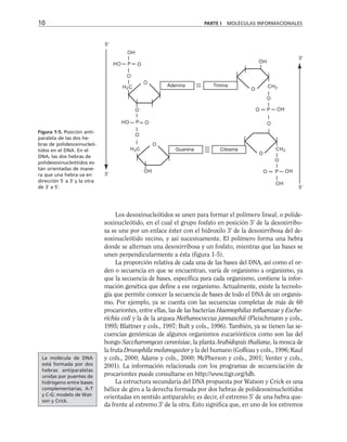 10 PARTE I MOLÉCULAS INFORMACIONALES
Figura 1-5. Posición anti-
paralela de las dos he-
bras de polidesoxinucleó-
tidos en el DNA. En el
DNA, las dos hebras de
polidesoxinucleótidos es-
tán orientadas de mane-
ra que una hebra va en
dirección 5' a 3' y la otra
de 3' a 5'.
HO
OH
O
O
O
P
H2C
5'
3'
3'
5'
=
HO
O
O
P
H2C
=
O
O
OH
CH2
P
=
O
O OH
O
CH2
P
=
O
O OH
OH
O
O
Adenina Timina
Guanina Citosina
OH
Los desoxinucleótidos se unen para formar el polímero lineal, o polide-
soxinucleótido, en el cual el grupo fosfato en posición 5' de la desoxirribo-
sa se une por un enlace éster con el hidroxilo 3' de la desoxirribosa del de-
soxinucleótido vecino, y así sucesivamente. El polímero forma una hebra
donde se alternan una desoxirribosa y un fosfato, mientras que las bases se
unen perpendicularmente a ésta (figura 1-5).
La proporción relativa de cada una de las bases del DNA, así como el or-
den o secuencia en que se encuentran, varía de organismo a organismo, ya
que la secuencia de bases, específica para cada organismo, contiene la infor-
mación genética que define a ese organismo. Actualmente, existe la tecnolo-
gía que permite conocer la secuencia de bases de todo el DNA de un organis-
mo. Por ejemplo, ya se cuenta con las secuencias completas de más de 60
procariontes, entre ellas, las de las bacterias Haemophilus influenzae y Esche-
richia coli y la de la arquea Methanococcus jannaschii (Fleischmann y cols.,
1995; Blattner y cols., 1997; Bult y cols., 1996). También, ya se tienen las se-
cuencias genómicas de algunos organismos eucariónticos como son las del
hongo Saccharomyces cerevisiae, la planta Arabidopsis thaliana, la mosca de
la fruta Drosophila melanogaster y la del humano (Goffeau y cols., 1996; Kaul
y cols., 2000; Adams y cols., 2000; McPherson y cols., 2001; Venter y cols.,
2001). La información relacionada con los programas de secuenciación de
procariontes puede consultarse en http://www.tigr.org/tdb.
La estructura secundaria del DNA propuesta por Watson y Crick es una
hélice de giro a la derecha formada por dos hebras de polidesoxinucleótidos
orientadas en sentido antiparalelo; es decir, el extremo 5' de una hebra que-
da frente al extremo 3' de la otra. Esto significa que, en uno de los extremos
La molécula de DNA
está formada por dos
hebras antiparalelas
unidas por puentes de
hidrógeno entre bases
complementarias, A-T
y C-G: modelo de Wat-
son y Crick.
 