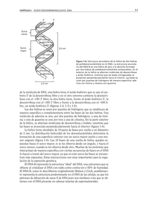 CAPÍTULO I ÁCIDO DESOXIRRIBONUCLEICO, DNA 11
Surco
menor
Surco
mayor
3.6 nm
2.0 nm
5' 3'
5' 3'
Figura 1-6. Estructura secundaria de la hélice de dos hebras
de polidesoxinucleótidos en el DNA. La estructura secunda-
ria del DNA-B es una hélice de giro a la derecha formada
por dos hebras de polidesoxinucleótidos antiparalelos. En el
exterior de la hélice se alternan moléculas de desoxirribosa
y ácido fosfórico, mientras que las bases nitrogenadas se
proyectan perpendicularmente hacia el interior. Las bases se
unen por puentes de hidrógeno de manera específica: ade-
nina con timina y citosina con guanina.
de la molécula de DNA, una hebra tiene el ácido fosfórico que se une al car-
bono 5' de la desoxirribosa libre y en el otro extremo contiene la desoxirri-
bosa con el –OH 3' libre; la otra hebra tiene, frente al ácido fosfórico 5', la
desoxirribosa con el –OH 3' libre y frente a la desoxirribosa con el –OH li-
bre, un ácido fosfórico 5' (figuras 1-4, 1-5 y 1-6).
Las dos hebras se unen por puentes de hidrógeno que se establecen de
manera específica o complementaria entre las bases de las dos hebras. Una
molécula de adenina se une, por dos puentes de hidrógeno, a una de timi-
na; y una de guanina se une por tres a una de citosina. En la parte exterior
de la hélice, se alternan moléculas de desoxirribosa y fosfato, mientras que
las bases se proyectan perpendicularmente hacia el interior (figura 1-6).
La hélice tiene alrededor de 10 pares de bases por vuelta y un diámetro
de 2 nm. La distribución helicoidal de los desoxinucleótidos determina la
formación de una superficie exterior con un surco mayor ancho y uno me-
nor angosto (figura 1-6). Las 10 bases de una vuelta de hélice quedan ex-
puestas hacia el surco mayor, si se les observa desde un ángulo, y hacia el
surco menor, cuando se les observa desde otro. Muchas de las proteínas que
interactúan de manera específica con ciertas secuencias de bases en el DNA
lo hacen a través del surco mayor, ya que en este surco las bases se encuen-
tran más expuestas. Estas interacciones son muy importantes para la regu-
lación de la expresión genética.
El DNA-B representa la estructura “ideal” del DNA, una estructura que se
obtiene al cristalizar el DNA con sodio como contra-ion y 92% de humedad.
El DNA-B, como lo describieron originalmente Watson y Crick, posiblemen-
te representa la estructura predominante en el DNA de las células, ya que los
patrones de difracción de rayos X de DNA puro son similares a los que se ob-
tienen con el DNA presente en cabezas intactas de espermatozoides.
 