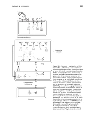 biologia-celular-y-molecular.pdf
