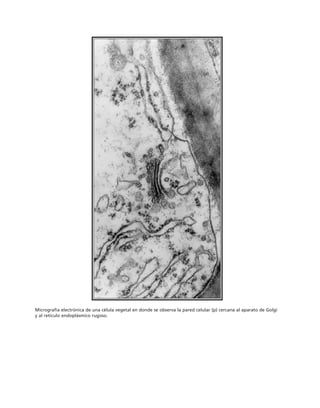 biologia-celular-y-molecular.pdf