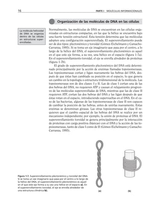 Normalmente, las moléculas de DNA se encuentran en las células orga-
nizadas en estructuras compactas, en las que la hélice se encuentra bajo
una fuerte tensión estructural. Esta tensión determina que las moléculas
adopten una configuración superenrollada. El superenrollamiento puede
ser de dos tipos: plectonémico y toroidal (Gómez-Eichelmann y Camacho-
Carranza, 1995). Si se toma un eje imaginario que pasa por el centro, a lo
largo de la hélice del DNA, el superenrollamiento plectonémico es aquel
en el que este eje forma, a su vez, una hélice en el espacio (figura 1-7a).
En el superenrollamiento toroidal, el eje se enrolla alrededor de proteínas
(figura 1-7b).
El grado de superenrollamiento plectonémico del DNA está determi-
nado principalmente por la acción de enzimas llamadas topoisomerasas.
Las topoisomerasas cortan y ligan nuevamente las hebras del DNA, des-
pués de que éstas han cambiado su posición en el espacio, lo que genera
un cambio en la topología o estructura tridimensional de la molécula. Las
topoisomerasas son de dos clases: I y II. Las de clase I cortan una de las
dos hebras del DNA, no requieren ATP y causan el relajamiento progresi-
vo de las moléculas superenrolladas de DNA, mientras que las de clase II
requieren ATP, cortan las dos hebras del DNA y las ligan después de que
éstas rotan en el espacio, introduciendo supervueltas en el DNA. En el ca-
so de las bacterias, algunas de las topoisomerasas de clase II son capaces
de cambiar la posición de las hebras, antes de unirlas nuevamente. Estas
enzimas se denominan girasas. Las otras topoisomerasas de clase II re-
quieren que el cambio espacial de las hebras del DNA se realice por un
mecanismo independiente; por ejemplo, la unión de proteínas al DNA. El
superenrollamiento toroidal se genera principalmente por la interacción
de proteínas con carga positiva (básicas) con el DNA y la acción de las to-
poisomerasas, tanto de clase I como de II (Gómez-Eichelmann y Camacho-
Carranza, 1995).
16 PARTE I MOLÉCULAS INFORMACIONALES
Organización de las moléculas de DNA en las células
La molécula helicoidal
de DNA se organiza
dentro de las células
en estructuras super-
enrolladas.
(a) (b)
Figura 1-7. Superenrollamiento plectonémico y toroidal del DNA.
Si se toma un eje imaginario que pasa por el centro a lo largo de
la hélice del DNA, el superenrollamiento plectonémico es aquel
en el que este eje forma a su vez una hélice en el espacio a). En
el superenrollamiento toroidal, el eje se enrolla alrededor de
una estructura cilíndrica b).
 