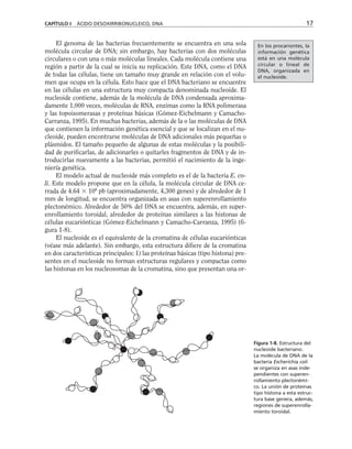 El genoma de las bacterias frecuentemente se encuentra en una sola
molécula circular de DNA; sin embargo, hay bacterias con dos moléculas
circulares o con una o más moléculas lineales. Cada molécula contiene una
región a partir de la cual se inicia su replicación. Este DNA, como el DNA
de todas las células, tiene un tamaño muy grande en relación con el volu-
men que ocupa en la célula. Esto hace que el DNA bacteriano se encuentre
en las células en una estructura muy compacta denominada nucleoide. El
nucleoide contiene, además de la molécula de DNA condensada aproxima-
damente 1,000 veces, moléculas de RNA, enzimas como la RNA polimerasa
y las topoisomerasas y proteínas básicas (Gómez-Eichelmann y Camacho-
Carranza, 1995). En muchas bacterias, además de la o las moléculas de DNA
que contienen la información genética esencial y que se localizan en el nu-
cleoide, pueden encontrarse moléculas de DNA adicionales más pequeñas o
plásmidos. El tamaño pequeño de algunas de estas moléculas y la posibili-
dad de purificarlas, de adicionarles o quitarles fragmentos de DNA y de in-
troducirlas nuevamente a las bacterias, permitió el nacimiento de la inge-
niería genética.
El modelo actual de nucleoide más completo es el de la bacteria E. co-
li. Este modelo propone que en la célula, la molécula circular de DNA ce-
rrada de 4.64  106
pb (aproximadamente, 4,300 genes) y de alrededor de 1
mm de longitud, se encuentra organizada en asas con superenrollamiento
plectonémico. Alrededor de 50% del DNA se encuentra, además, en super-
enrollamiento toroidal, alrededor de proteínas similares a las histonas de
células eucariónticas (Gómez-Eichelmann y Camacho-Carranza, 1995) (fi-
gura 1-8).
El nucleoide es el equivalente de la cromatina de células eucariónticas
(véase más adelante). Sin embargo, esta estructura difiere de la cromatina
en dos características principales: 1) las proteínas básicas (tipo histona) pre-
sentes en el nucleoide no forman estructuras regulares y compactas como
las histonas en los nucleosomas de la cromatina, sino que presentan una or-
CAPÍTULO I ÁCIDO DESOXIRRIBONUCLEICO, DNA 17
En los procariontes, la
información genética
está en una molécula
circular o lineal de
DNA, organizada en
el nucleoide.
Figura 1-8. Estructura del
nucleoide bacteriano.
La molécula de DNA de la
bacteria Escherichia coli
se organiza en asas inde-
pendientes con superen-
rollamiento plectonémi-
co. La unión de proteínas
tipo histona a esta estruc-
tura base genera, además,
regiones de superenrolla-
miento toroidal.
 