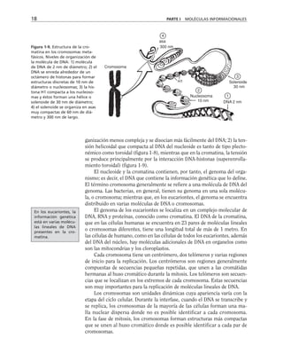 18 PARTE I MOLÉCULAS INFORMACIONALES
Cromosoma
300 nm
4
asa
H1
10 nm
2
Nucleosoma
DNA 2 nm
1
30 nm
3
Solenoide
Figura 1-9. Estructura de la cro-
matina en los cromosomas meta-
fásicos. Niveles de organización de
la molécula de DNA: 1) molécula
de DNA de 2 nm de diámetro; 2) el
DNA se enreda alrededor de un
octámero de histonas para formar
estructuras discretas de 10 nm de
diámetro o nucleosomas; 3) la his-
tona H1 compacta a los nucleoso-
mas y éstos forman una hélice o
solenoide de 30 nm de diámetro;
4) el solenoide se organiza en asas
muy compactas de 60 nm de diá-
metro y 300 nm de largo.
ganización menos compleja y se disocian más fácilmente del DNA; 2) la ten-
sión helicoidal que compacta al DNA del nucleoide es tanto de tipo plecto-
némico como toroidal (figura 1-8), mientras que en la cromatina, la tensión
se produce principalmente por la interacción DNA-histonas (superenrolla-
miento toroidal) (figura 1-9).
El nucleoide y la cromatina contienen, por tanto, el genoma del orga-
nismo; es decir, el DNA que contiene la información genética que lo define.
El término cromosoma generalmente se refiere a una molécula de DNA del
genoma. Las bacterias, en general, tienen su genoma en una sola molécu-
la, o cromosoma; mientras que, en los eucariontes, el genoma se encuentra
distribuido en varias moléculas de DNA o cromosomas.
El genoma de los eucariontes se localiza en un complejo molecular de
DNA, RNA y proteínas, conocido como cromatina. El DNA de la cromatina,
que en las células humanas se encuentra en 23 pares de moléculas lineales
o cromosomas diferentes, tiene una longitud total de más de 1 metro. En
las células de humano, como en las células de todos los eucariontes, además
del DNA del núcleo, hay moléculas adicionales de DNA en organelos como
son las mitocondrias y los cloroplastos.
Cada cromosoma tiene un centrómero, dos telómeros y varias regiones
de inicio para la replicación. Los centrómeros son regiones generalmente
compuestas de secuencias pequeñas repetidas, que unen a las cromátidas
hermanas al huso cromático durante la mitosis. Los telómeros son secuen-
cias que se localizan en los extremos de cada cromosoma. Estas secuencias
son muy importantes para la replicación de moléculas lineales de DNA.
Los cromosomas son unidades dinámicas cuya apariencia varía con la
etapa del ciclo celular. Durante la interfase, cuando el DNA se transcribe y
se replica, los cromosomas de la mayoría de las células forman una ma-
lla nuclear dispersa donde no es posible identificar a cada cromosoma.
En la fase de mitosis, los cromosomas forman estructuras más compactas
que se unen al huso cromático donde es posible identificar a cada par de
cromosomas.
En los eucariontes, la
información genética
está en varias molécu-
las lineales de DNA
presentes en la cro-
matina.
 