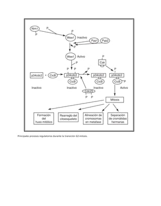 biologia-celular-y-molecular.pdf