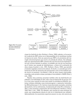 biologia-celular-y-molecular.pdf