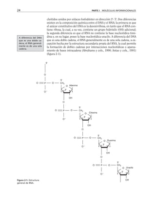 cleótidos unidos por enlaces fosfodiéster en dirección 3'- 5'. Dos diferencias
existen en la composición química entre el DNA y el RNA; la primera es que
el azúcar constitutivo del DNA es la desoxirribosa, en tanto que el RNA con-
tiene ribosa, la cual, a su vez, contiene un grupo hidróxilo (OH) adicional;
la segunda diferencia es que el RNA no contiene la base nucleotídica timi-
dina y, en su lugar, posee la base nucleotídica uracilo. A diferencia del DNA
que es una doble cadena, el RNA generalmente es de una sola cadena, a ex-
cepción hecha por la estructura secundaria propia del RNA, la cual permite
la formación de dobles cadenas por interacciones nucleotídicas o aparea-
miento de bases intracadena (Abrahams y cols., 1990; Antao y cols., 1991)
(figura 2-1).
24 PARTE I MOLÉCULAS INFORMACIONALES
5'
5'
5'
5'
5'
OH
OH
CH2
CH2
OH
CH2
OH
CH2
Adenina
Citosina
Guanina
Uracilo
3'
3'
3'
3'
P
P
P
P
–
–
–
–
O
O O
O
O
O
O O
O
O
O
O O
O
O
O
O O
O
O
Figura 2-1. Estructura
general de RNA.
A diferencia del DNA
que es una doble ca-
dena, el RNA general-
mente es de una sola
cadena.
 