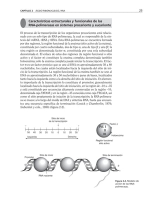 CAPÍTULO 2 ÁCIDO RIBONUCLEICO, RNA 25
El proceso de la transcripción de los organismos procariontes está relacio-
nado con un solo tipo de RNA-polimerasa, la cual es responsable de la sín-
tesis del mRNA, rRNA y tRNA. Esta RNA-polimerasa se encuentra formada
por dos regiones, la región funcional de la enzima (sitio activo de la enzima),
constituida por cuatro subunidades, dos de tipo α, una de tipo β y una β'; la
otra región es denominada factor σ, constituida por una sola subunidad
denominada σ. El enlace de estas dos regiones (la región funcional o sitio
activo y el factor σ) constituye la enzima completa denominada también
holoenzima; sólo la enzima completa puede iniciar la transcripción. El fac-
tor σ es un factor proteico que se une al DNA en aproximadamente 50 a 80
nucleótidos, los cuales están localizados hacia la izquierda del sitio de ini-
cio de la transcripción. La región funcional de la enzima también se une al
DNA en aproximadamente 30 a 50 nucleótidos o pares de bases, localizados
tanto hacia la izquierda como a la derecha del sitio de iniciación. Un elemen-
to importante de la transcripción lo constituye el promotor, generalmente
localizado hacia la izquierda del sitio de iniciación, en la región de –10 a –35
y está constituido por secuencias altamente conservadas en la región –10,
denominada caja TATAAT, y en la región –35 conocida como caja TTGACA, así
como el sitio propiamente de iniación de la transcripción; la RNA-polimera-
sa se mueve a lo largo del molde de DNA y sintetiza RNA, hasta que encuen-
tra una secuencia específica de terminación (Losick y Chamberlin, 1976;
Siebenlist y cols., 1980) (figura 2-2).
Características estructurales y funcionales de las
RNA-polimerasas en sistemas procarionte y eucarionte
Sitio de inicio
de la transcripción
Izquierda Derecha
Sitio de inicio
Promotor
RNA naciente
Sitio de terminación
5' 3'
–
50 40 30 20 10 0 10 20 30

Región funcional
sitio activo
actor σ
Holoenzima
Figura 2-2. Modelo de
acción de las RNA-
polimerasas.
 