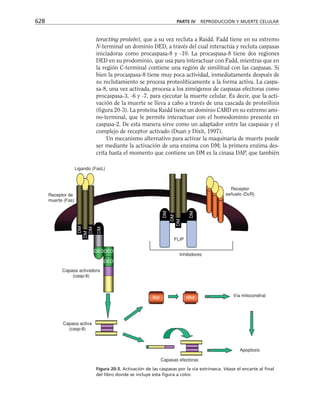 biologia-celular-y-molecular.pdf