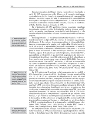 Las diferentes clases de RNA en sistema eucarionte son sintetizadas a
partir del DNA genómico por medio del proceso de expresión genética de-
nominado transcripción, el cual es la generación de una sola cadena de RNA
idéntica a una de las cadenas del DNA. El mecanismo de la transcripción se
realiza por acción específica de las RNA-polimerasas I, II y III; estas enzimas
se localizan en diferentes compartimentos celulares y cada una de ellas trans-
cribe las distintas clases de moléculas de RNA.
La organización del DNA genómico incluye secuencias específicas
denominadas promotores, sitios de iniciación, motivos, sitios de amplifi-
cación, secuencias específicas de transcripción hacia la izquierda o a la
derecha del sitio de iniciación, así como sitios de terminación de la trans-
cripción.
La RNA-polimerasa I se encuentra localizada en el nucleolo y su produc-
to de transcripción es el pre-rRNA. Su complejo de iniciación requiere de la
identificación de dos regiones genómicas específicas, la primera identifica-
da como promotor central se localiza en la región –45 a +20, e incluye el si-
tio de iniciación de la transcripción, la segunda corresponde a la región de
control ubicada hacia la izquierda del sitio de iniciación, entre –170 y –110
pares de bases; inicialmente, la RNA-polimerasa I interactúa con estas dos
regiones, seguida de la adición de un factor proteico, denominado UBFI,
que estabiliza la interacción, lo que permitirá la agregación del factor pro-
teico adicional identificado como SLI; está compuesta de 4 subunidades, a
la vez que incluye la proteína de enlace a la caja TATA (TBP). Esto, coo-
perativamente con el factor UBFI, estimulará el inicio de la transcripción
del transcrito primario del pre-rRNA, finalizando este proceso al identi-
ficarse las secuencias de terminación (Chambon, 1975; Dynlacht y cols.,
1991; Moss y Stefanovsky, 1995; Paule, 1994; Sollner-Webb y Tower, 1986)
(figura 2-2).
La RNA-polimerasa II participa en la transcripción del pre-mRNA o
RNA heterogéneo nuclear (hnRNA) y de algunos tipos de pequeños RNA
(U1, U2, U3, U4, U5, etc.); para que la RNA-polimerasa II pueda iniciar el
proceso de síntesis de pre-mRNA, se requiere de factores auxiliares agrupa-
dos en el aparato de transcripción basal; estos elementos de control, locali-
zados hacia la izquierda del sitio de iniciación, son denominados caja TATA,
caja CAAT y TAF, entre otros. Estos elementos hacia la izquierda del sitio de
iniciación deben interactuar inicialmente con factores proteicos que dan
comienzo al proceso de la transcripción, conocidos como TBP (proteínas
de unión al promotor), TAF (factores asociados a TBP), TF II A, TF II B (fac-
tores de transcripción de RNA-polimerasa II) y el TF II F que funciona como
helicasa, lo que permite el ensamblaje molecular de todos estos factores con
la doble cadena de DNA y favorecen la llegada de la RNA-polimerasa II. Este
gran complejo molecular así formado es estabilizado por un último factor,
el TF II E, permitiendo el inicio de la síntesis del pre-mRNA (Conaway y Co-
naway, 1993; Ossipow y cols., 1995; Reinberg y Roeder, 1987; Usheva y
Shenk, 1994; Zawel y Reinberg, 1995; Young, 1991) (figura 2-2).
La RNA-polimerasa III participa en la transcripción del pre-tRNA; ca-
racterísticamente, el DNA posee su secuencia específica promotora interna-
mente, es decir, hacia la derecha del sitio de iniciación, y hacia la izquierda
26 PARTE I MOLÉCULAS INFORMACIONALES
La RNA-polimerasa I
se encuentra localiza-
da en el nucleolo y su
producto de transcrip-
ción es el pre-rRNA.
La RNA-polimerasa II
participa en la trans-
cripción del pre-mRNA
o RNA heterogéneo
nuclear (hnRNA) y de
algunos tipos de pe-
queños RNA.
La RNA-polimerasa III
participa en la trans-
cripción del pre-tRNA.
 