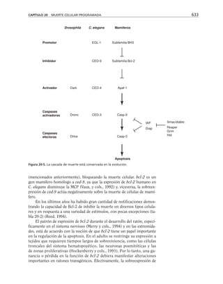 biologia-celular-y-molecular.pdf