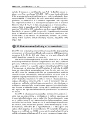 del sitio de iniciación se identifican las cajas A, B y C. También existen re-
giones específicas como la caja TATA, PSE y OCT; en este tipo de síntesis de
RNA, se requiere de la participación de factores proteicos adicionales deno-
minados TFIIIA, TFIIIB y TFIIIC, los cuales permitirán la acción de la RNA-
polimerasa III, para el inicio de la síntesis de los pre-tRNA. La RNA-polime-
rasa III participa también en la transcripción de algunos tipos de pequeños
RNA (U6, 7SK, 8-2, 7SL, Y1-5, etc.), los cuales poseen su promotor de trans-
cripción hacia la izquierda del sitio de iniciación y son denominados se-
cuencias TATA, PSE y OCT; particularmente, la secuencia TATA requiere
la unión del factor proteico TBP, que permitirá el posicionamiento correc-
to de la RNA-polimerasa III, en el sitio de iniciación de esta clase de mo-
léculas de RNA (Choy y Green, 1993; Gabrielsen y Sentenac, 1991; Geidus-
chek y Tochini-Valentini, 1988; Geiduschek y Kassvetis, 1992; Platt, 1986)
(figura 2-2).
El mRNA varía en tamaño y composición de bases; el orden de éstas refleja
con precisión la información codificada en la secuencia del DNA genómico;
representa de 3 a 5% del RNA total celular; por otra parte, el tamaño del
mRNA depende del tamaño del gen transcrito.
Por las características propias de las células procariontes, el mRNA es
transcrito y traducido en el mismo compartimento; estos mRNA codifican
para varias proteínas, por lo que característicamente son policistrónicos en
su región terminal 5'; se encuentra un grupo trifosfato y la región terminal
3' corresponde a la última base del mRNA; este tipo de moléculas de mRNA
tiene una vida media de aproximadamente 5 min. Por otra parte, este tipo
de mRNA posee dos codones codificables que representan la secuencia de
aminoácidos que será traducida; antes del codón de iniciación existe un
segmento de polipurinas conocido como de Shine-Dalgarno (el cual es ex-
clusivo de células procariontes; por tanto, no existe en células eucariontes),
seguido del codón de iniciación AUG y el codón de terminación UAA; ade-
más, por ser moléculas policistrónicas, poseen regiones intercistrónicas no
codificantes; algunas células procariontes no poseen regiones intercistróni-
cas, sino que la traducción de este tipo de mRNA, también policistrónico,
está regulado por aspectos conformacionales y de estructura secundaria de
los mRNA.
El mRNA de células eucariontes es de tipo monocistrónico, es decir, co-
difica para una sola proteína; es sintetizado en el núcleo y requiere de ser
transportado al citoplasma para su traducción. Característicamente, posee
en su región terminal 5' una caperuza (cap) metilada que puede ser mono-
metilada o hipermetilada. En este proceso de metilación participan diferen-
tes enzimas, como pueden ser la guanina-7-metil-transferasa y la 2'-O-me-
til-transferasa, entre otras. En la región terminal 3', el mRNA posee una
cadena o tallo de poli(A) de aproximadamente 200 nucleótidos de longitud,
la cual no es codificada por el DNA, pero su adición se debe a la acción de la
poli(A)-polimerasa; el tallo de poli-A se asocia con su proteína de enlace,
CAPÍTULO 2 ÁCIDO RIBONUCLEICO, RNA 27
El RNA mensajero (mRNA) y su procesamiento
 