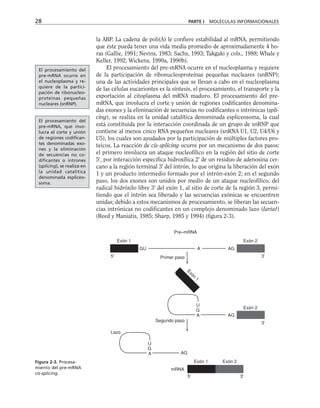 la ABP. La cadena de poli(A) le confiere estabilidad al mRNA, permitiendo
que éste pueda tener una vida media promedio de aproximadamente 4 ho-
ras (Gallie, 1991; Nevins, 1983; Sachs, 1993; Takgaki y cols., 1988; Whale y
Keller, 1992; Wickens, 1990a, 1990b).
El procesamiento del pre-mRNA ocurre en el nucleoplasma y requiere
de la participación de ribonucleoproteínas pequeñas nucleares (snRNP);
una de las actividades principales que se llevan a cabo en el nucleoplasma
de las células eucariontes es la síntesis, el procesamiento, el transporte y la
exportación al citoplasma del mRNA maduro. El procesamiento del pre-
mRNA, que involucra el corte y unión de regiones codificantes denomina-
das exones y la eliminación de secuencias no codificantes o intrónicas (spli-
cing), se realiza en la unidad catalítica denominada espliceosoma, la cual
está constituida por la interacción coordinada de un grupo de snRNP que
contiene al menos cinco RNA pequeños nucleares (snRNA U1, U2, U4/U6 y
U5), los cuales son ayudados por la participación de múltiples factores pro-
teicos. La reacción de cis-splicing ocurre por un mecanismo de dos pasos:
el primero involucra un ataque nucleofílico en la región del sitio de corte
5', por interacción específica hidroxílica 2' de un residuo de adenosina cer-
cano a la región terminal 3' del intrón, lo que origina la liberación del exón
1 y un producto intermedio formado por el intrón-exón 2; en el segundo
paso, los dos exones son unidos por medio de un ataque nucleofílico, del
radical hidróxilo libre 3' del exón 1, al sitio de corte de la región 3, permi-
tiendo que el intrón sea liberado y las secuencias exónicas se encuentren
unidas; debido a estos mecanismos de procesamiento, se liberan las secuen-
cias intrónicas no codificantes en un complejo denominado lazo (lariat)
(Reed y Maniatis, 1985; Sharp, 1985 y 1994) (figura 2-3).
28 PARTE I MOLÉCULAS INFORMACIONALES
Figura 2-3. Procesa-
miento del pre-mRNA
cis-splicing.
Exón 1 Exón 2
Exón 2
5' 3'
3'
Lazo
AG
U
G
A AG
Segundo paso
E
x
ó
n
1
Primer paso
AG
3'
5'
GU A
Pre–mRNA
Exón 2
Exón 1
U
G
A
mRNA
El procesamiento del
pre-mRNA ocurre en
el nucleoplasma y re-
quiere de la partici-
pación de ribonucleo-
proteínas pequeñas
nucleares (snRNP).
El procesamiento del
pre-mRNA, que invo-
lucra el corte y unión
de regiones codifican-
tes denominadas exo-
nes y la eliminación
de secuencias no co-
dificantes o intrones
(splicing), se realiza en
la unidad catalítica
denominada espliceo-
soma.
 