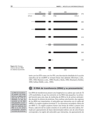 tanto con los ETS como con los ITS; una descripción detallada de la acción
específica de las snoRNP se revisará líneas más adelante (Bowman y cols.,
1981, 1983; Hannon y cols., 1989; Peculis y Steitz, 1993; Shumard y Eichler,
1988; Sollner-Webb y cols., 1993).
30 PARTE I MOLÉCULAS INFORMACIONALES
Figura 2-4. Procesa-
miento del pre-rRNA
en sistema eucarionte.
18S 5.8S 28S
ITS1 ITS2 ETS 3'
ETS 5'
18S 5.8S 28S
47S
46S
45S
41S
36S
32S
12S
Los RNA de transferencia poseen una longitud en su cadena que varía de 72
a 95 nucleótidos, lo que los convierte en los RNA más pequeños. La princi-
pal función para esta clase de moléculas de RNA es la de activar aminoáci-
dos durante la síntesis de proteínas. Para realizar esta función, dos regiones
de los tRNA son importantes: el anticodón que interactúa con el codón del
mRNA y la región aceptora terminal 3'. La estructura secundaria clásica de
un tRNA 3' y la región aceptora tienen una forma de trébol y poseen tres
brazos, cada uno de los cuales consiste en un anillo de una sola cadena, for-
mado por apareamiento de bases (denominados tallos); uno de estos brazos
corresponde a la región del anticodón que interactúa, vía apareamiento de
El RNA de transferencia (tRNA) y su procesamiento
Los RNA de transferen-
cia poseen una longi-
tud en su cadena que
varía de 72 a 95 nu-
cleótidos, lo que los
convierte en los RNA
más pequeños. La prin-
cipal función para esta
clase de moléculas de
RNA es la de activar
aminoácidos durante
la síntesis de proteínas.
 