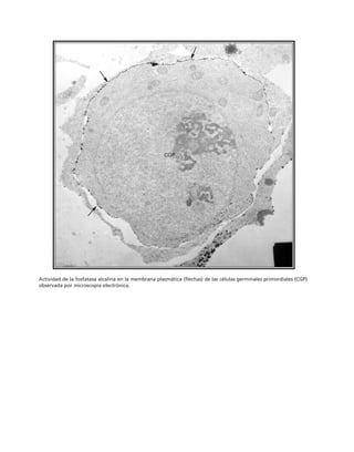 biologia-celular-y-molecular.pdf
